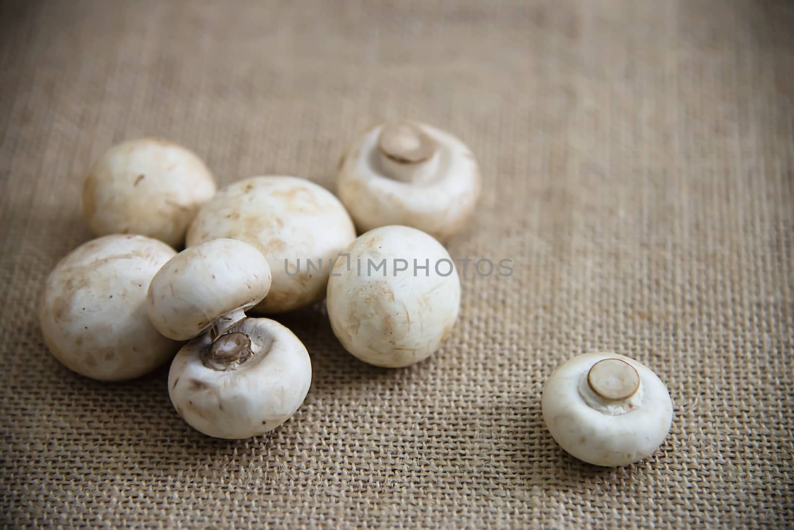 Fresh champignon mushroom vegetable in the kitchen - fresh mushroom vegetable cooking concept by pairhandmade