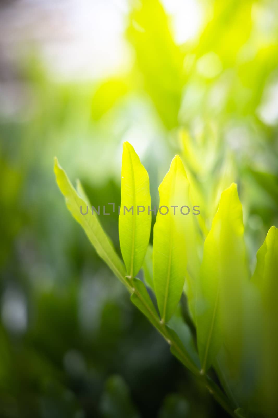 The background image of the colorful flowers by teerawit