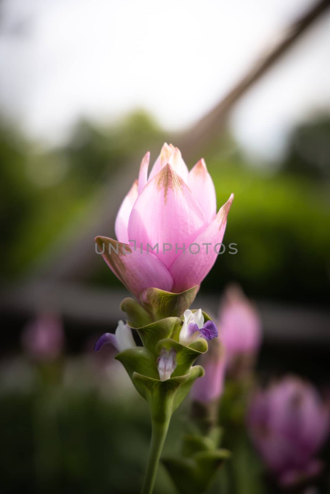 The background image of the colorful flowers, background nature