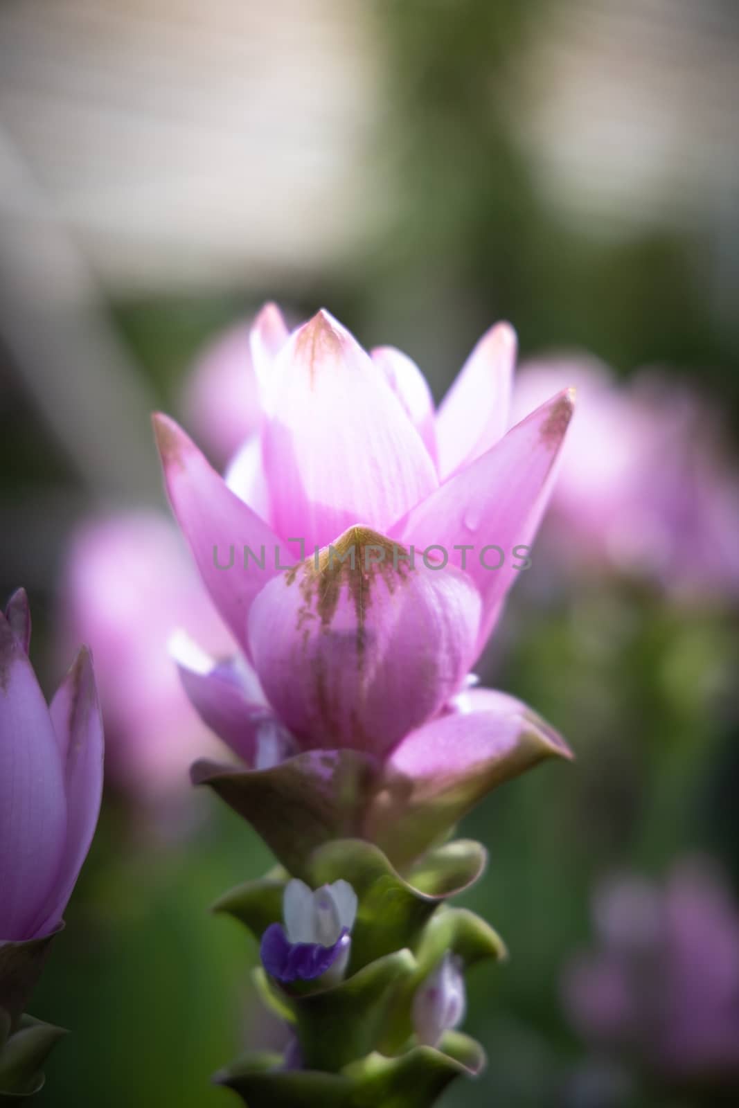 The background image of the colorful flowers, background nature