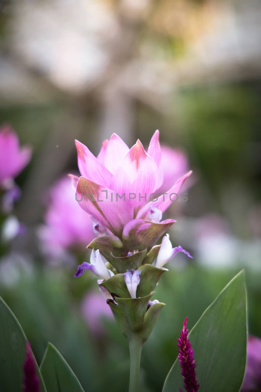 The background image of the colorful flowers by teerawit