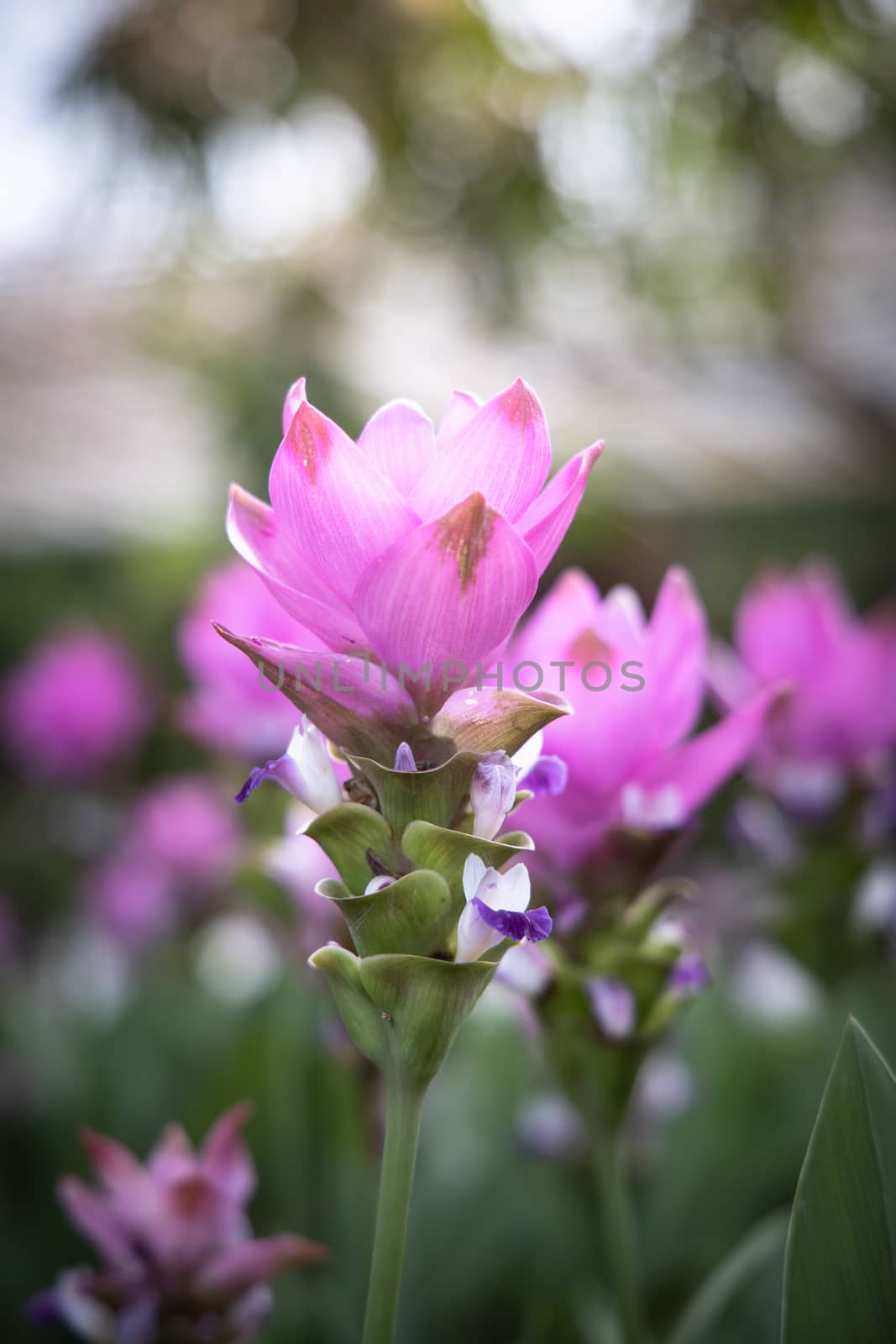 The background image of the colorful flowers by teerawit