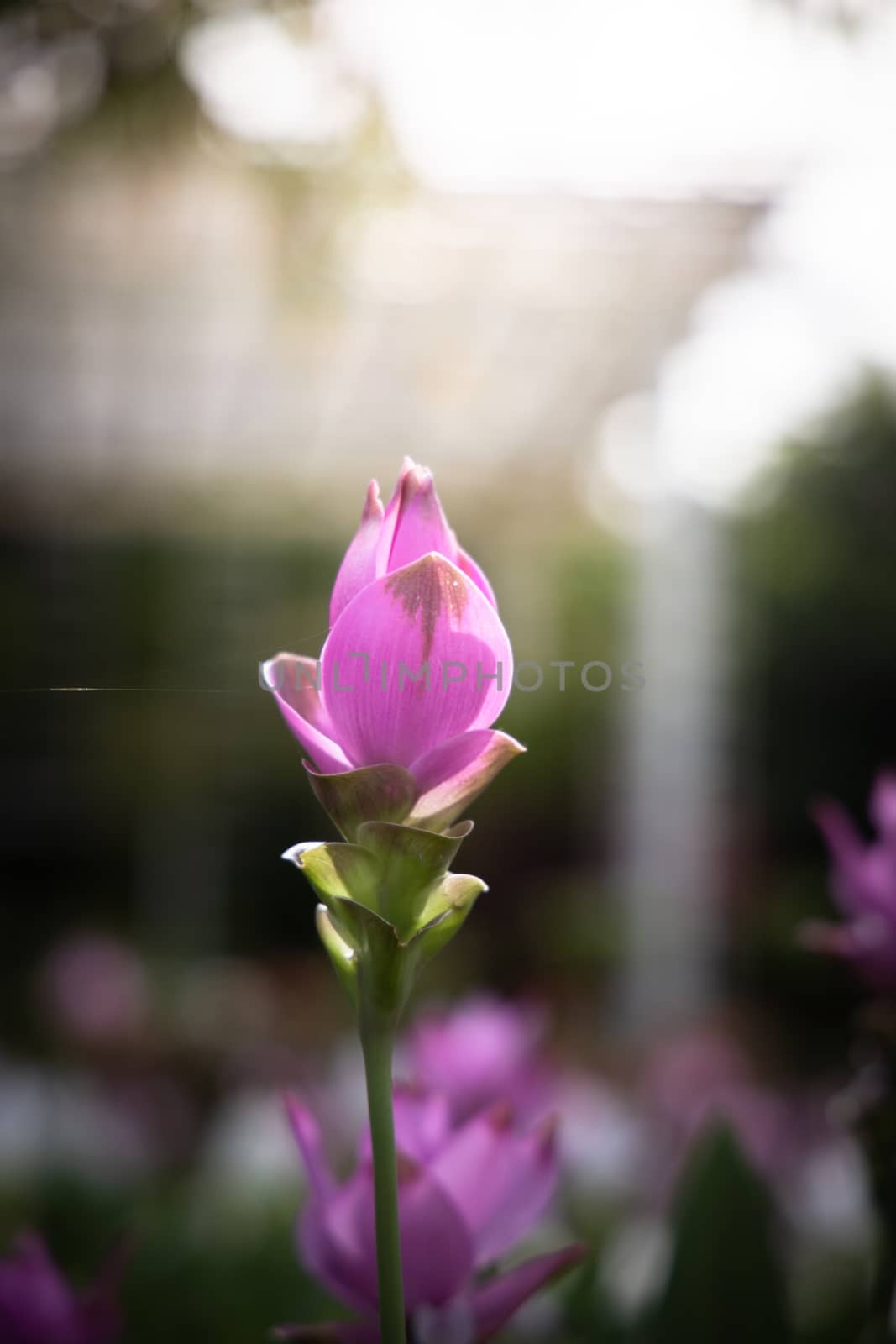 The background image of the colorful flowers, background nature