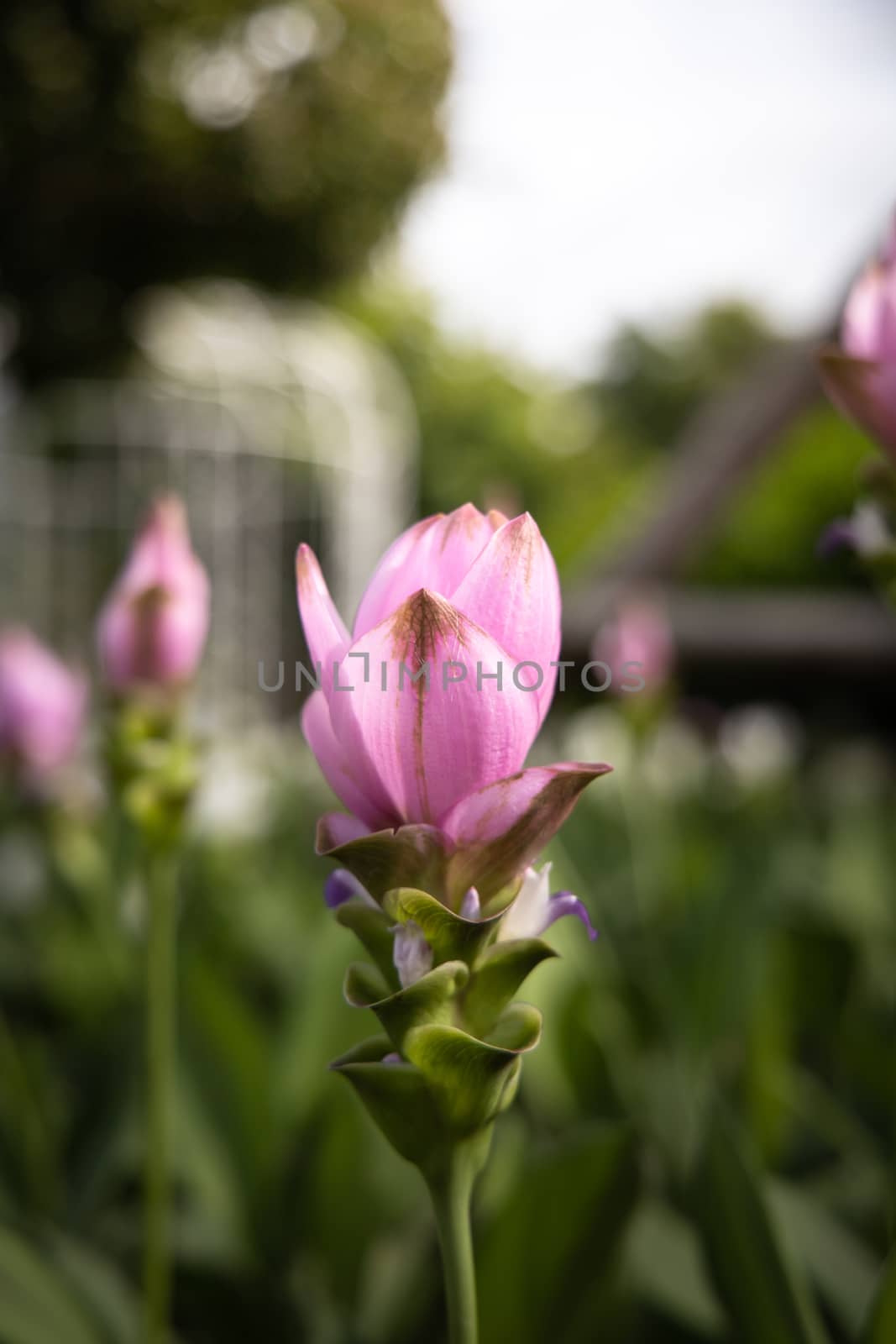 The background image of the colorful flowers by teerawit