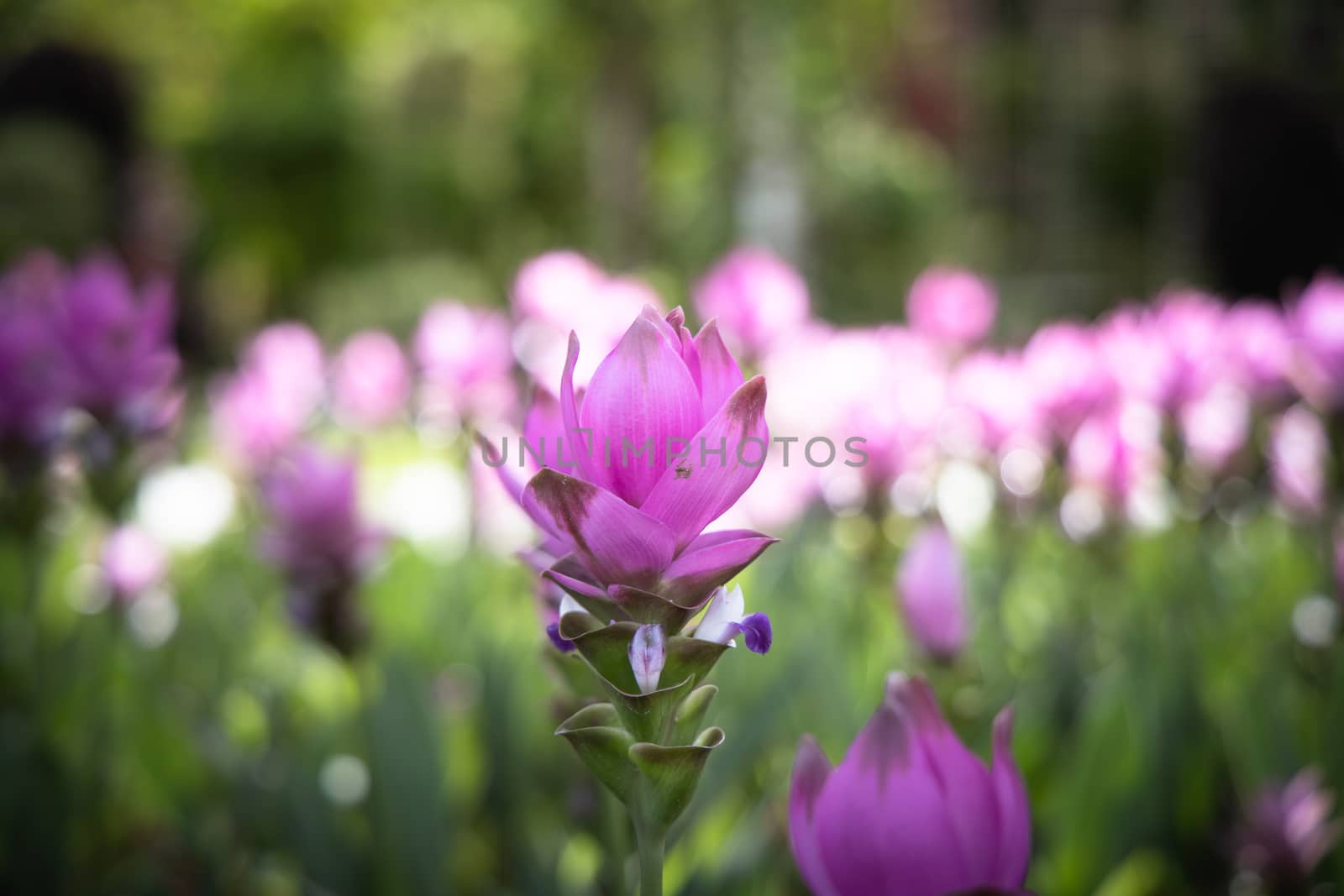 The background image of the colorful flowers, background nature