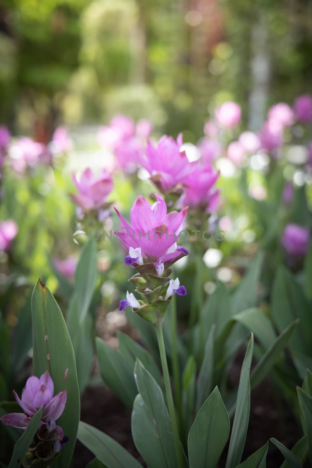 The background image of the colorful flowers by teerawit