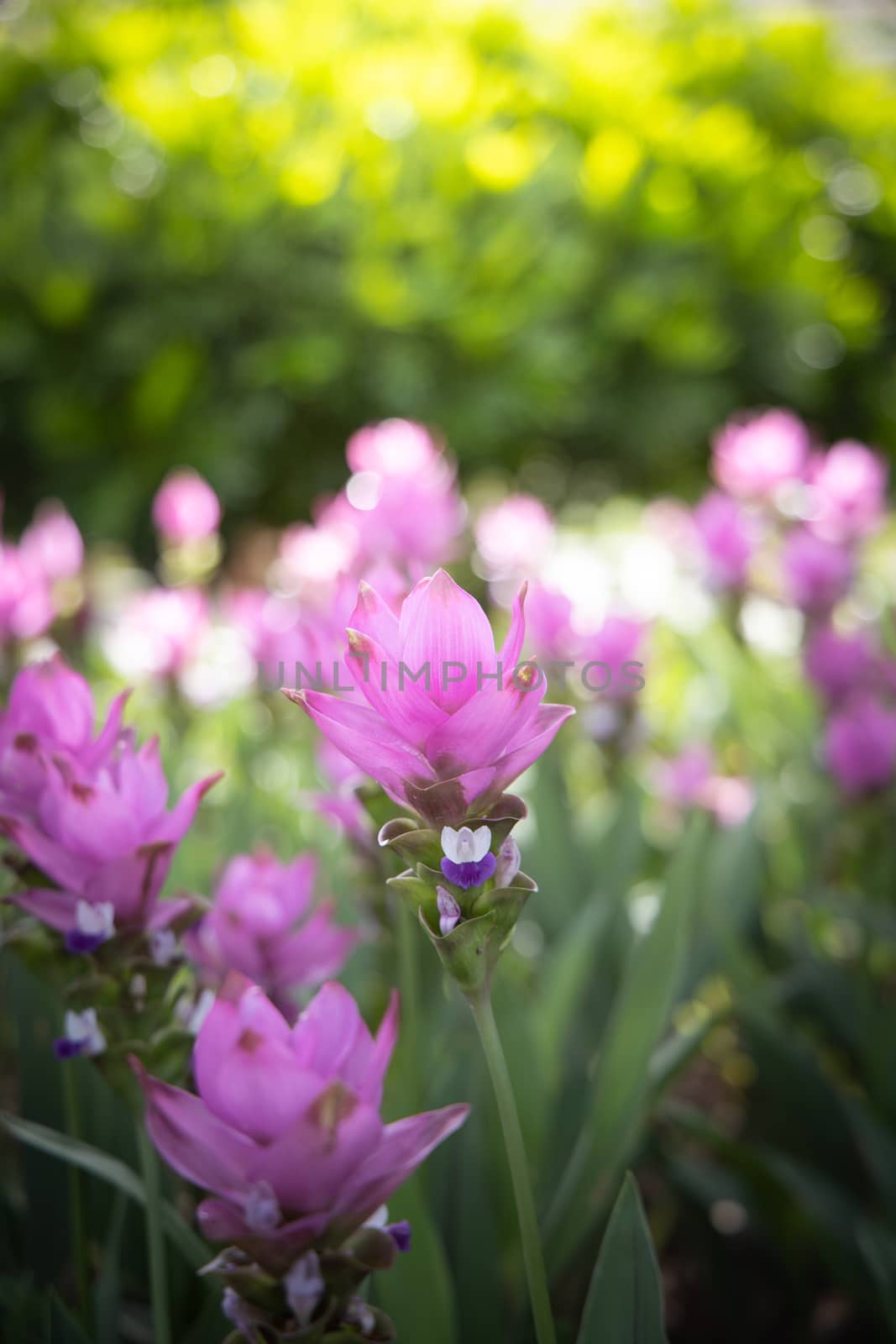 The background image of the colorful flowers by teerawit