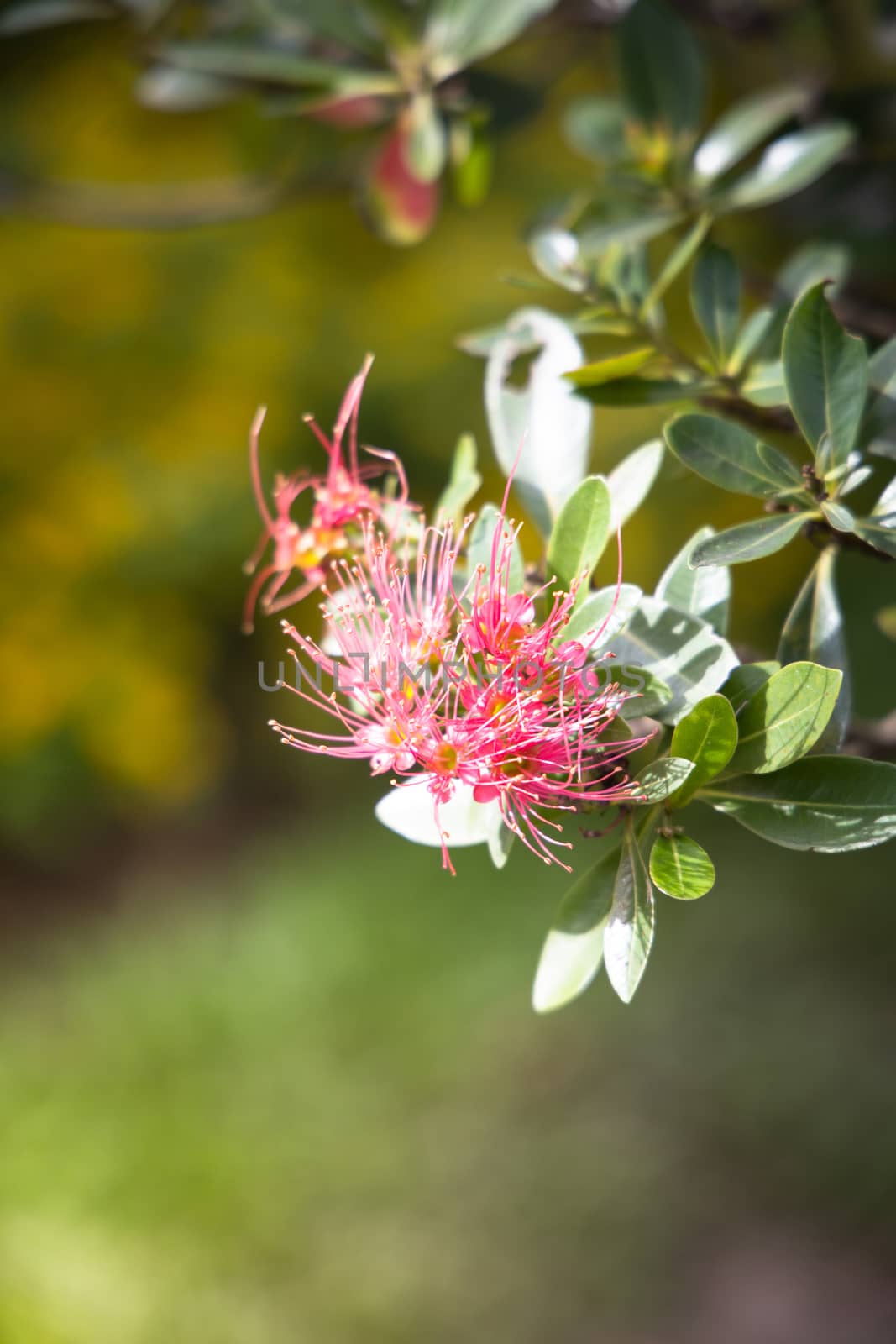 The background image of the colorful flowers by teerawit