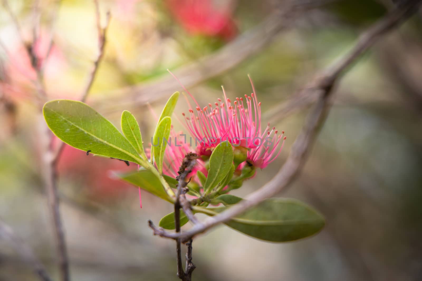 The background image of the colorful flowers, background nature