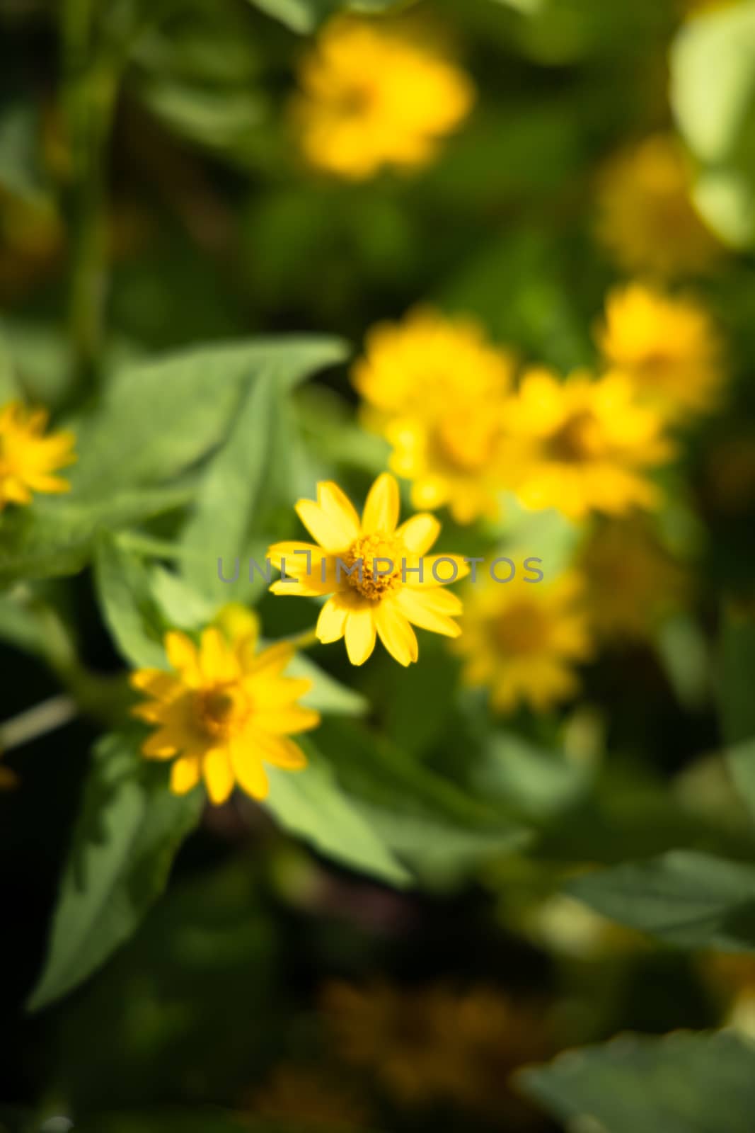 The background image of the colorful flowers, background nature