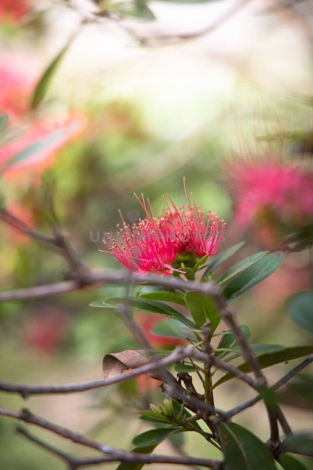 The background image of the colorful flowers by teerawit