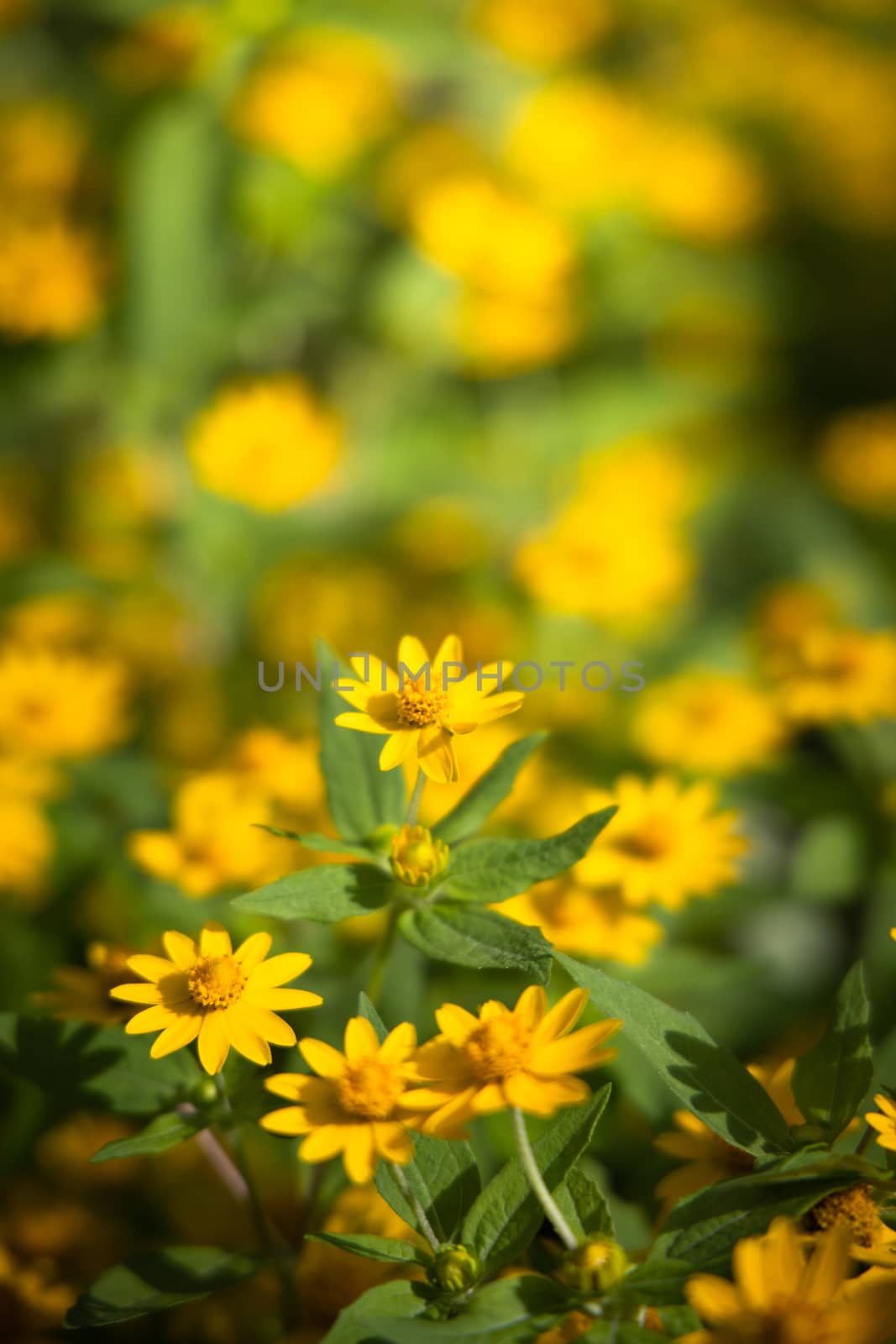 The background image of the colorful flowers, background nature