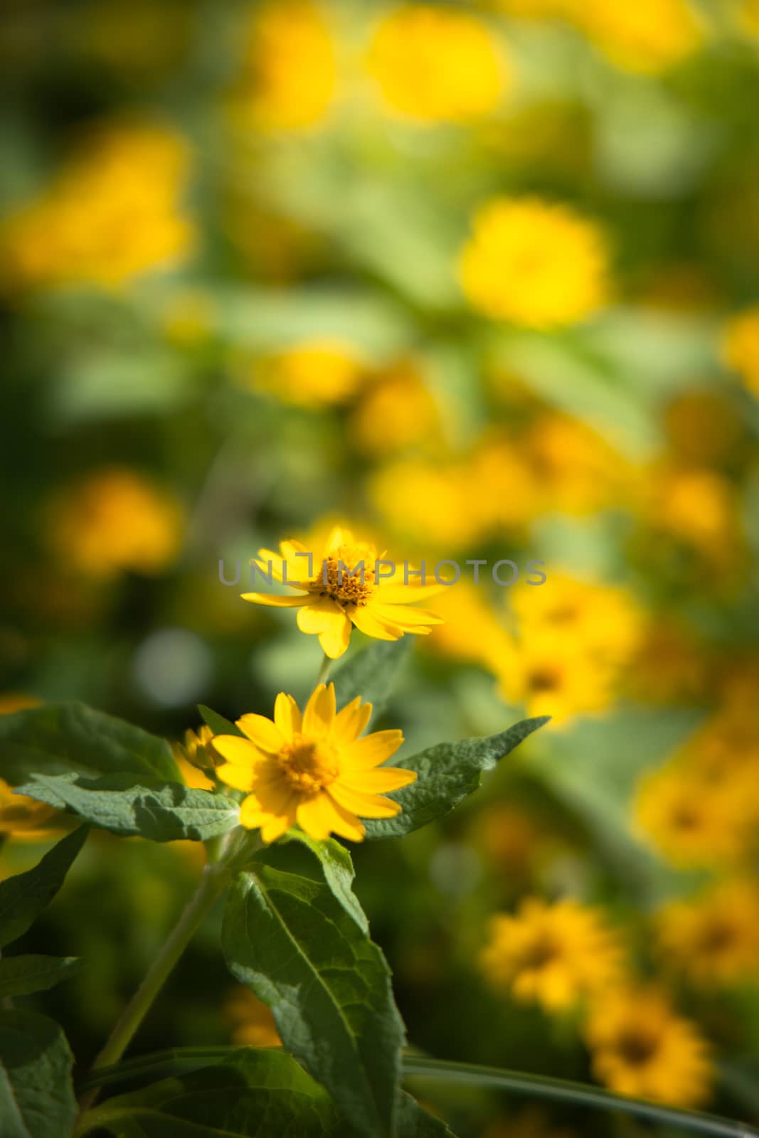 The background image of the colorful flowers, background nature