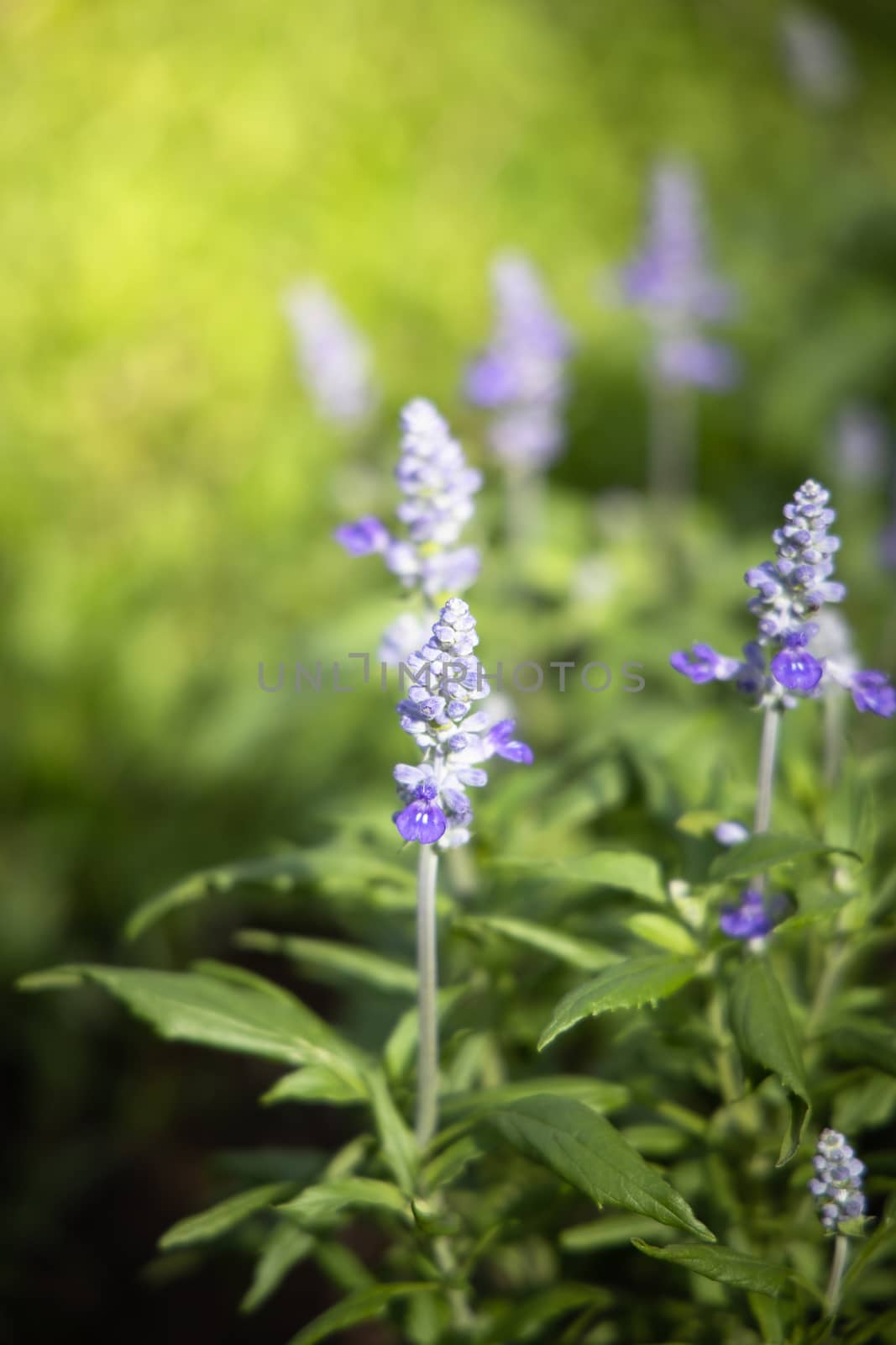 The background image of the colorful flowers by teerawit