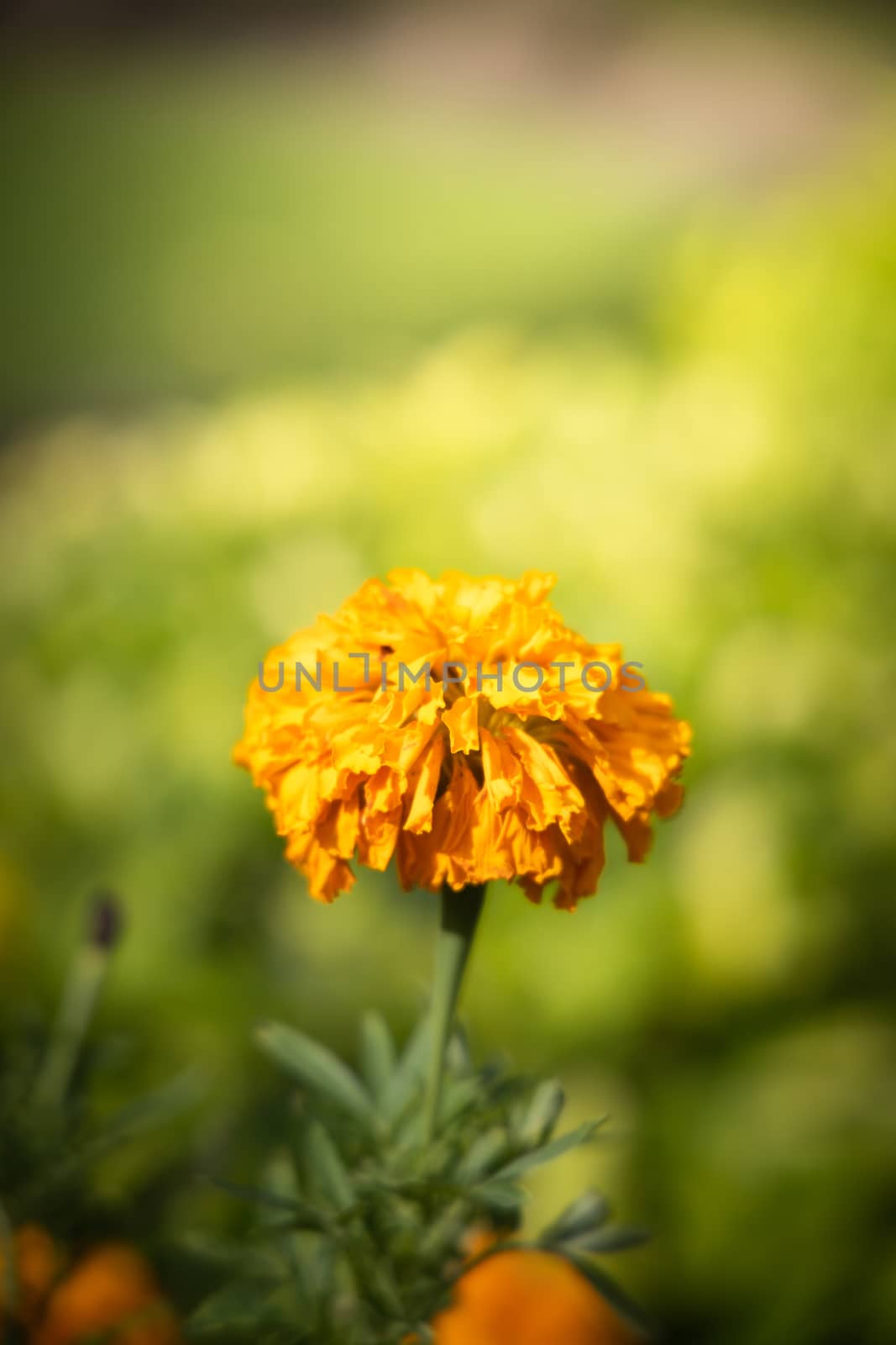 The background image of the colorful flowers, background nature