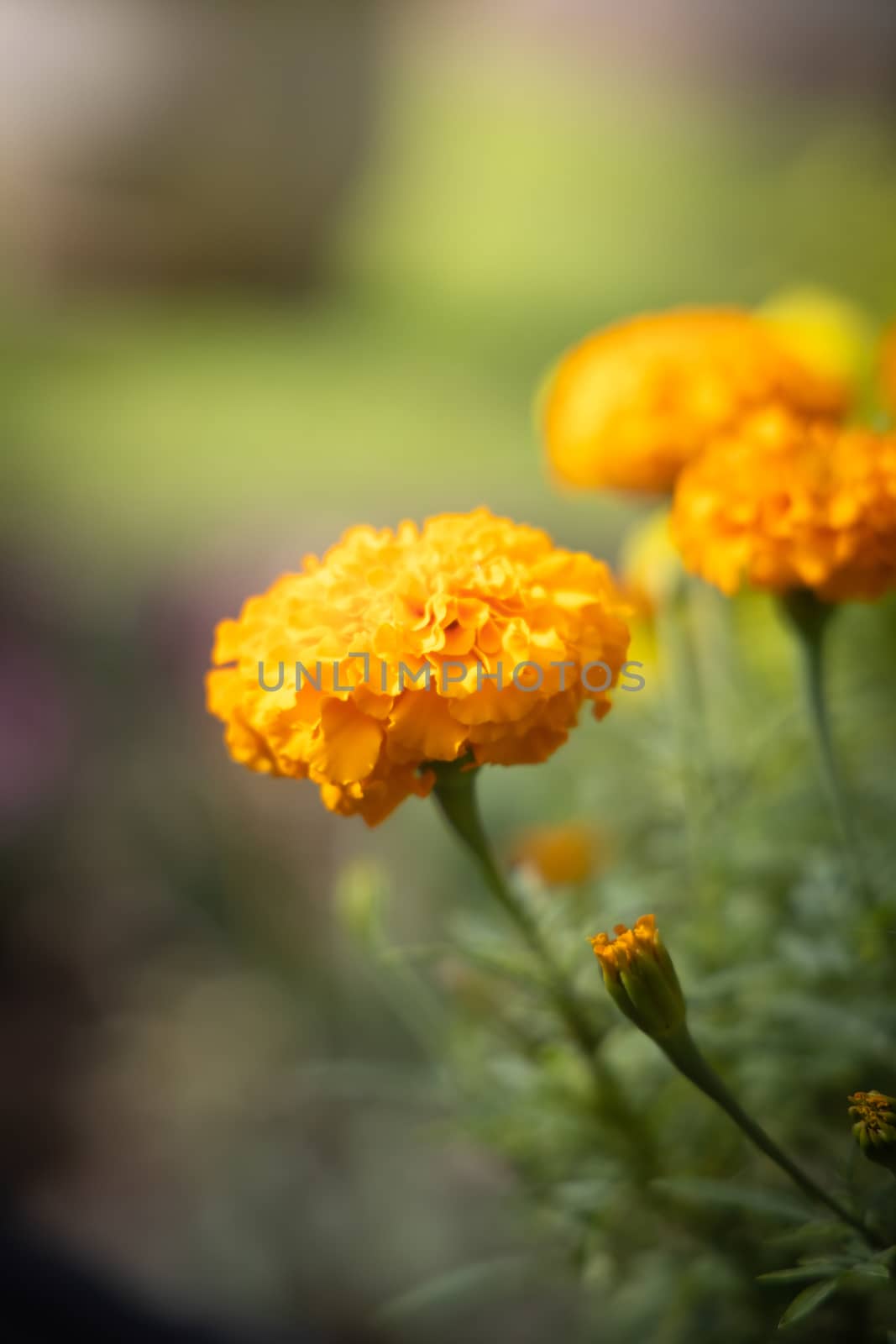 The background image of the colorful flowers, background nature