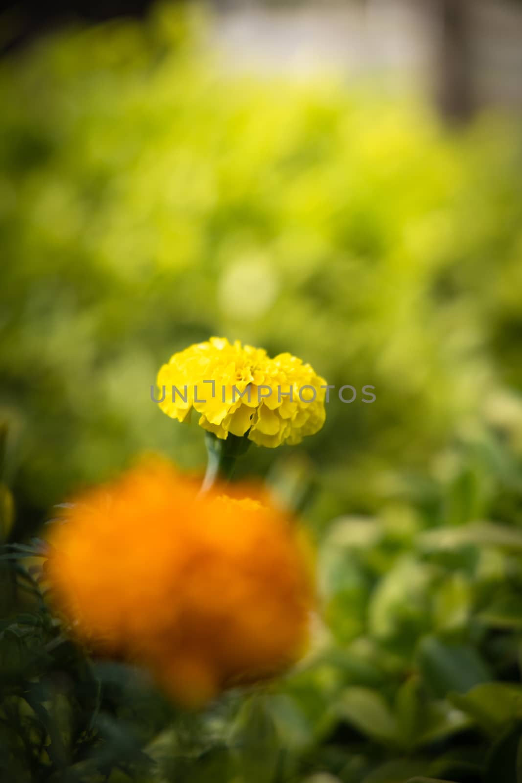 The background image of the colorful flowers, background nature