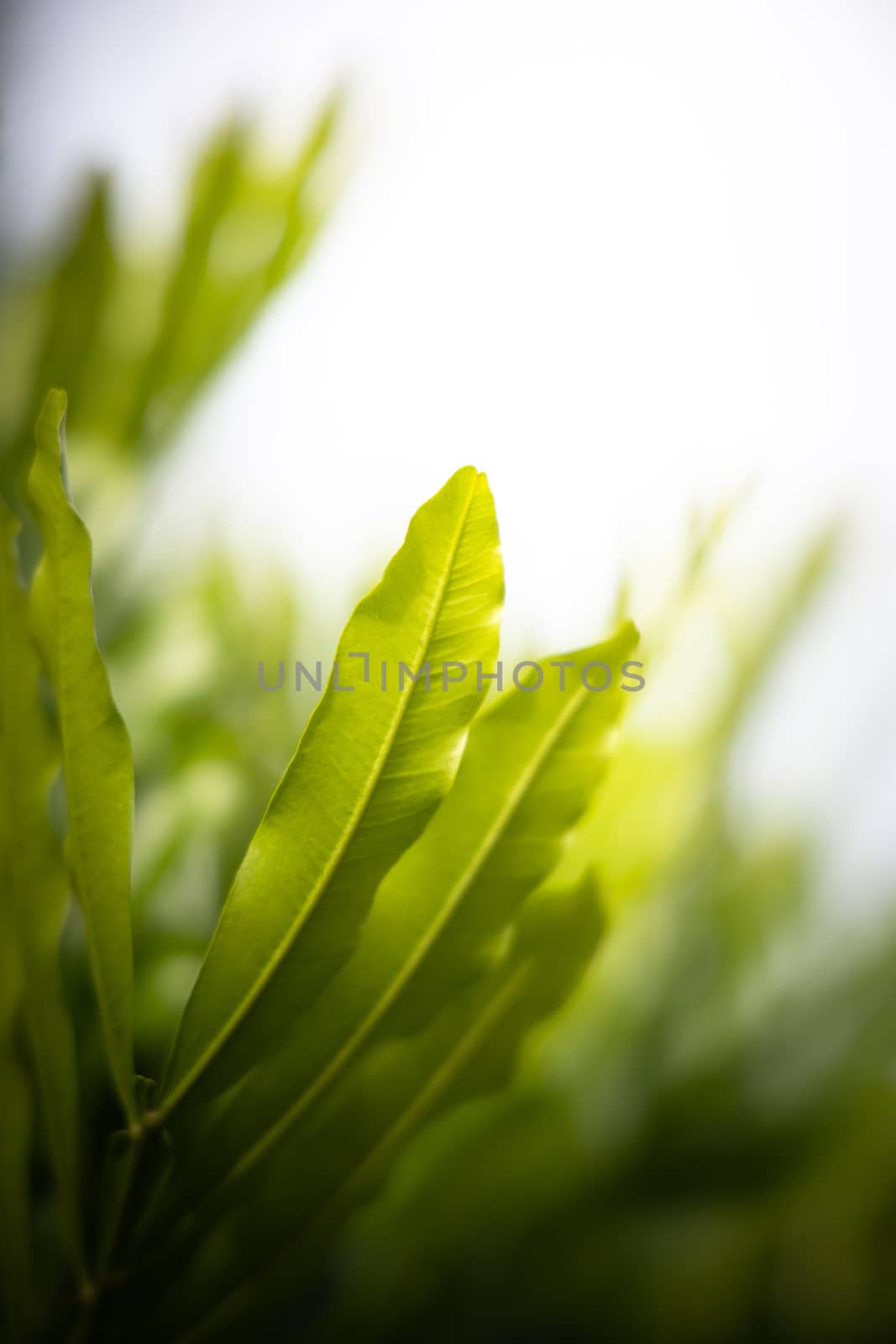 The background image of the colorful flowers, background nature