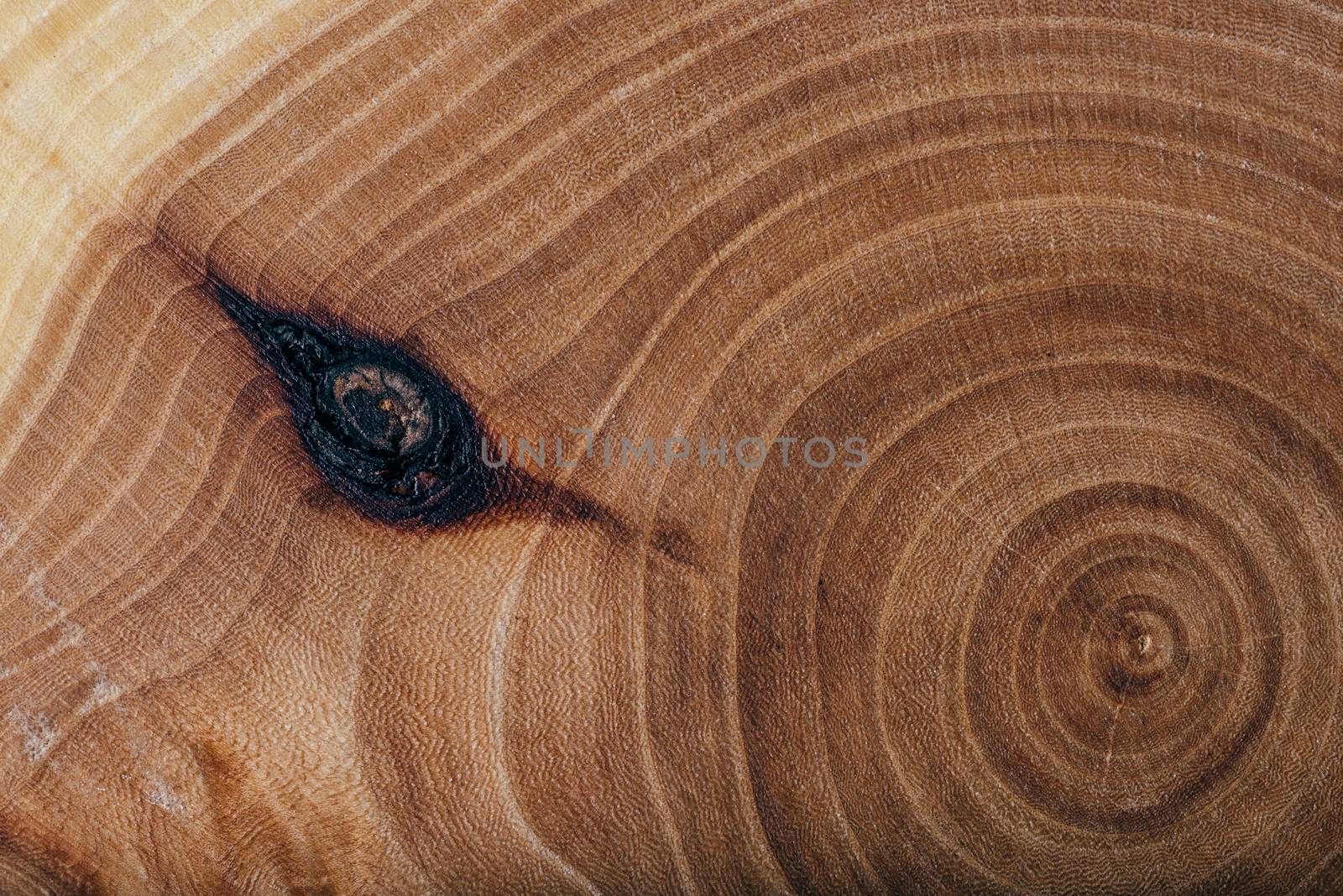 Ash wood slab texture with annual rings. by Seva_blsv