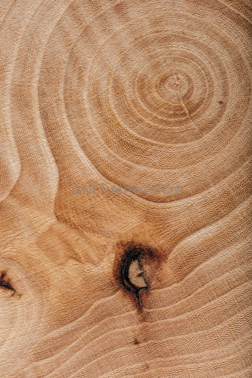 Ash wood slab texture with annual rings. by Seva_blsv
