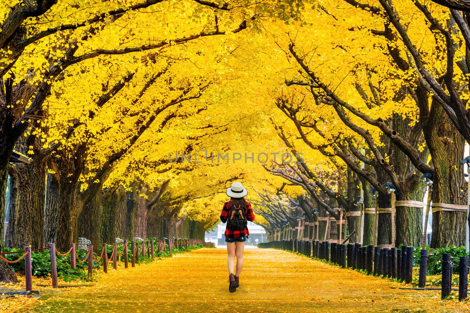 Woman traveler with backpack walking in Row of yellow ginkgo tree in autumn. Autumn park in Tokyo, Japan. by gutarphotoghaphy