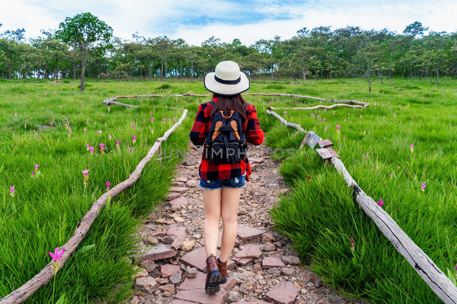 Woman traveler with backpack walking at Krachiew flower field, Thailand. Travel concept.