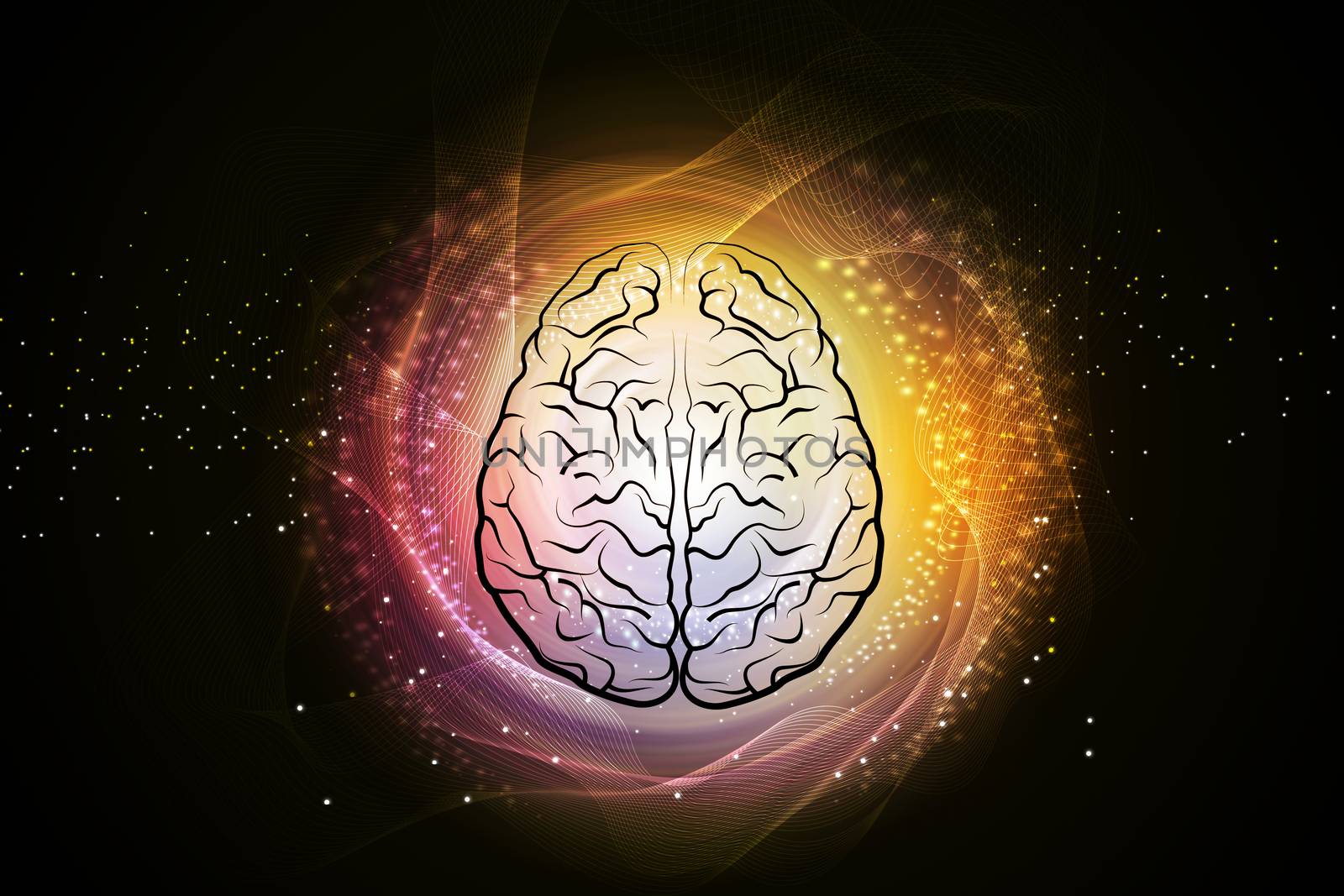 Human brain structure