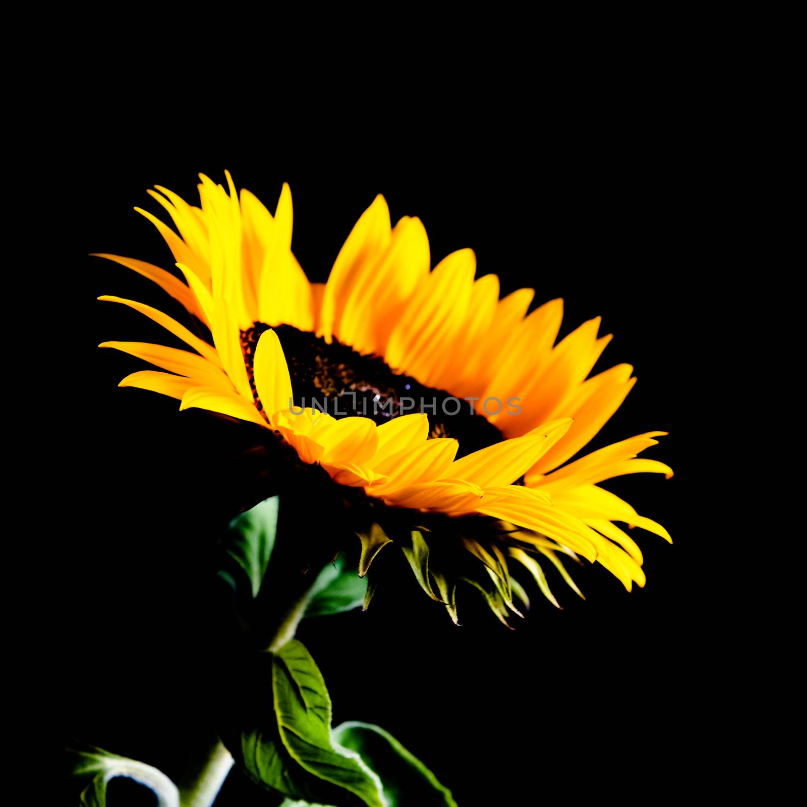 Sunflower isolated on black background. Low key image by pyty