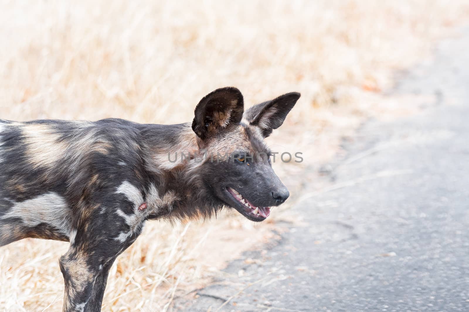 Close-up of a wild dog, Lycaon Pictus, also called painted dog