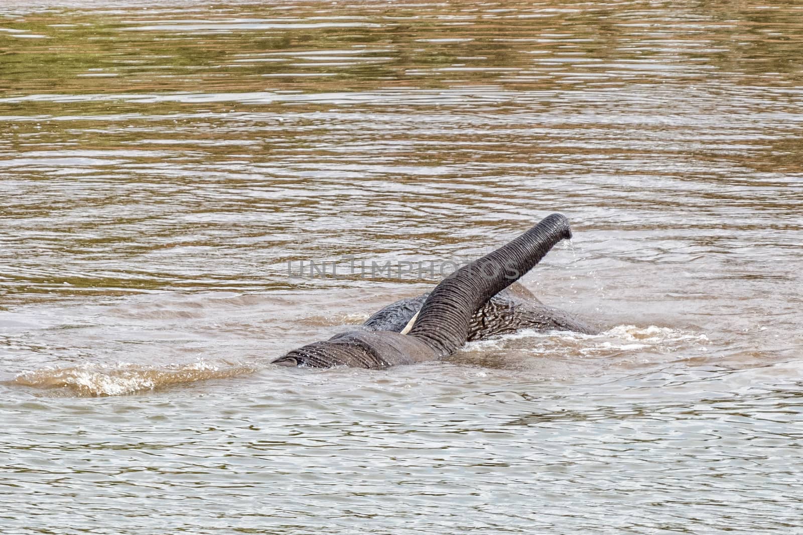 Two african elephants, Loxodonta africana, playing in the Pioneer Dam at Mopani