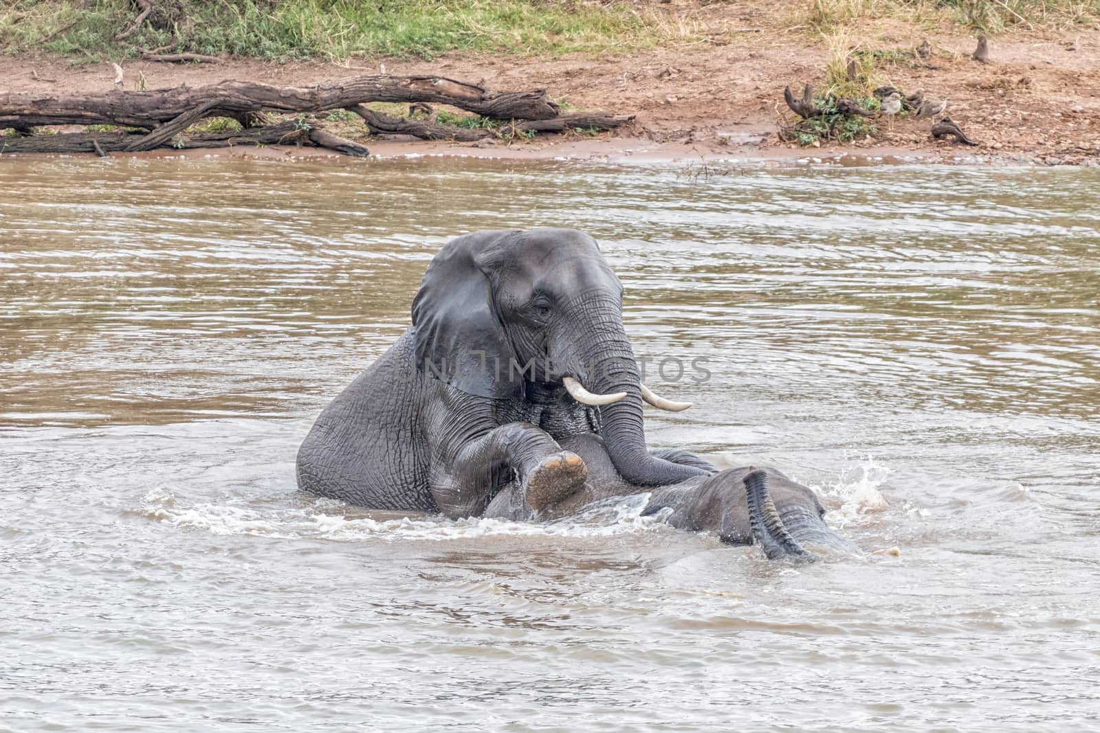 Two african elephants, Loxodonta africana, playing in the Pioneer Dam at Mopani