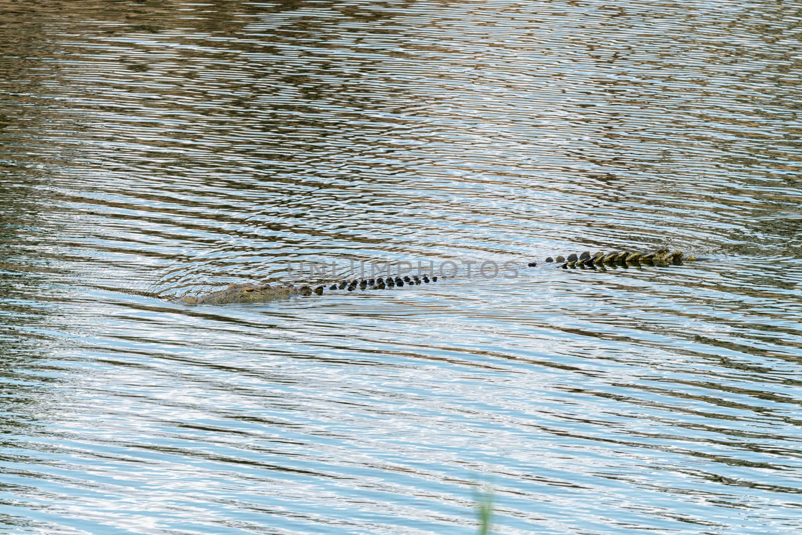 A nile crocodile, Crocodylus niloticus, partly submersed in water