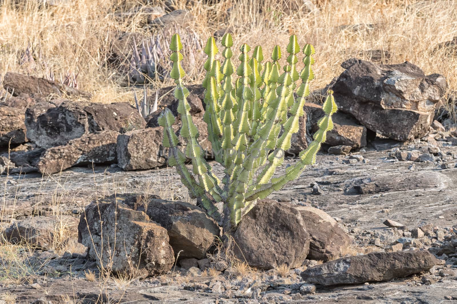 A Bushveld candelebra, also called the Transvaal candelebra, Euphorbia cooperi, a poisonous plant
