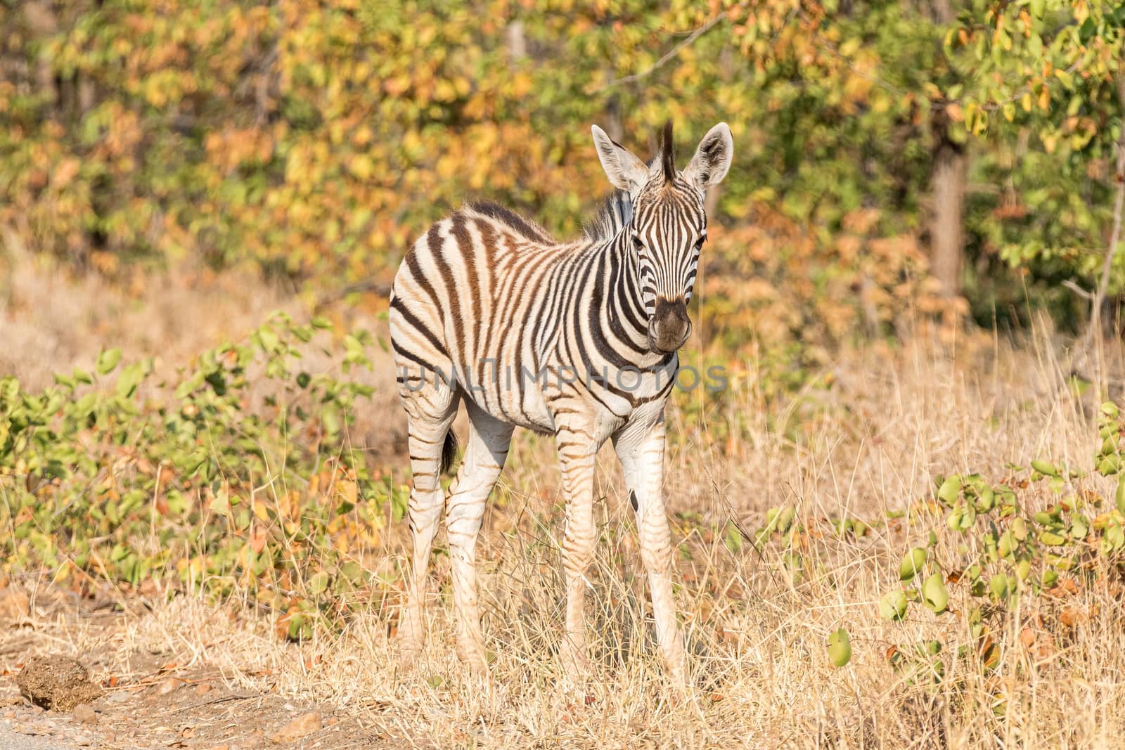 A Burchells zebra foal, Equus quagga burchellii, looking towards the camera