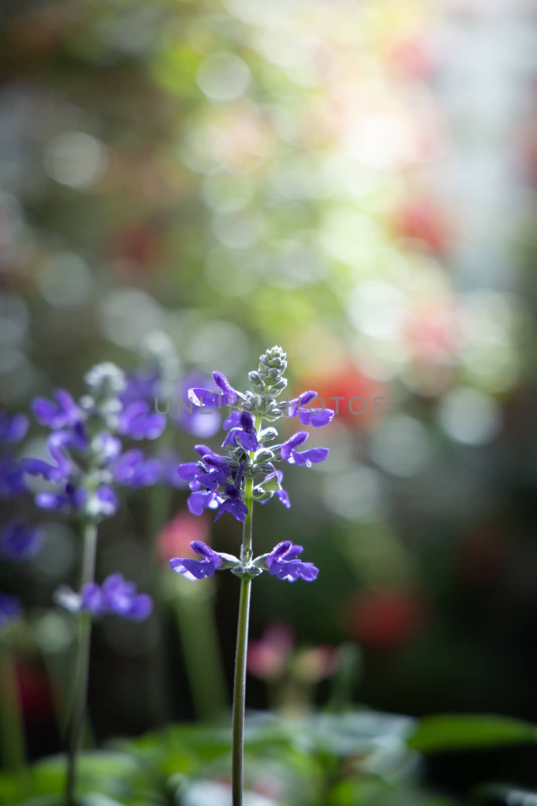 The background image of the colorful flowers by teerawit