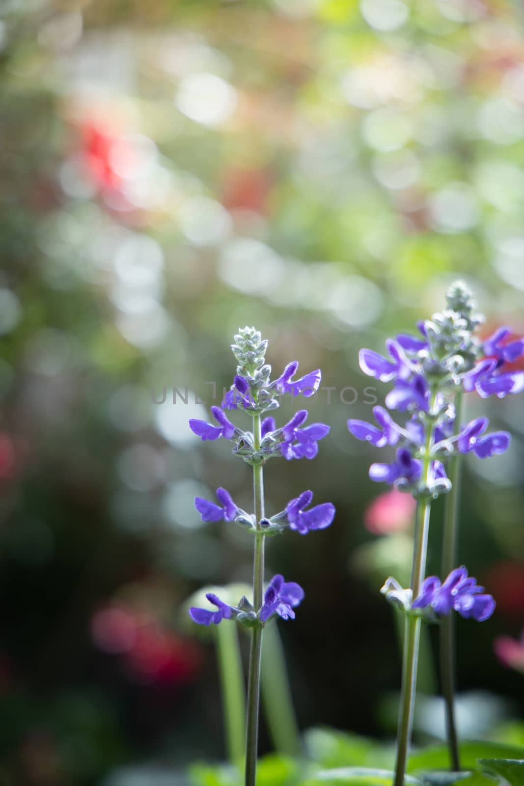 The background image of the colorful flowers by teerawit