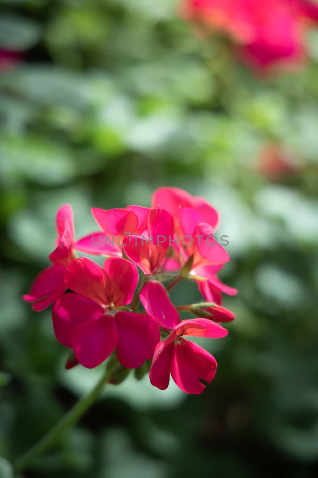 The background image of the colorful flowers by teerawit