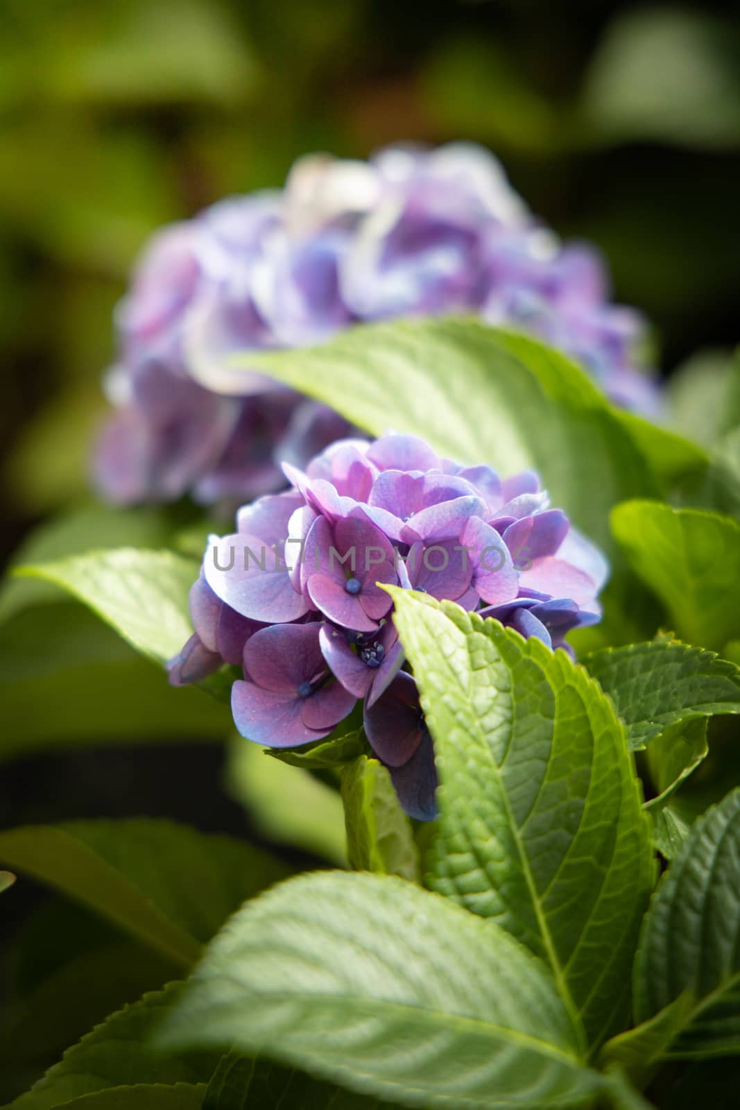 The background image of the colorful flowers by teerawit