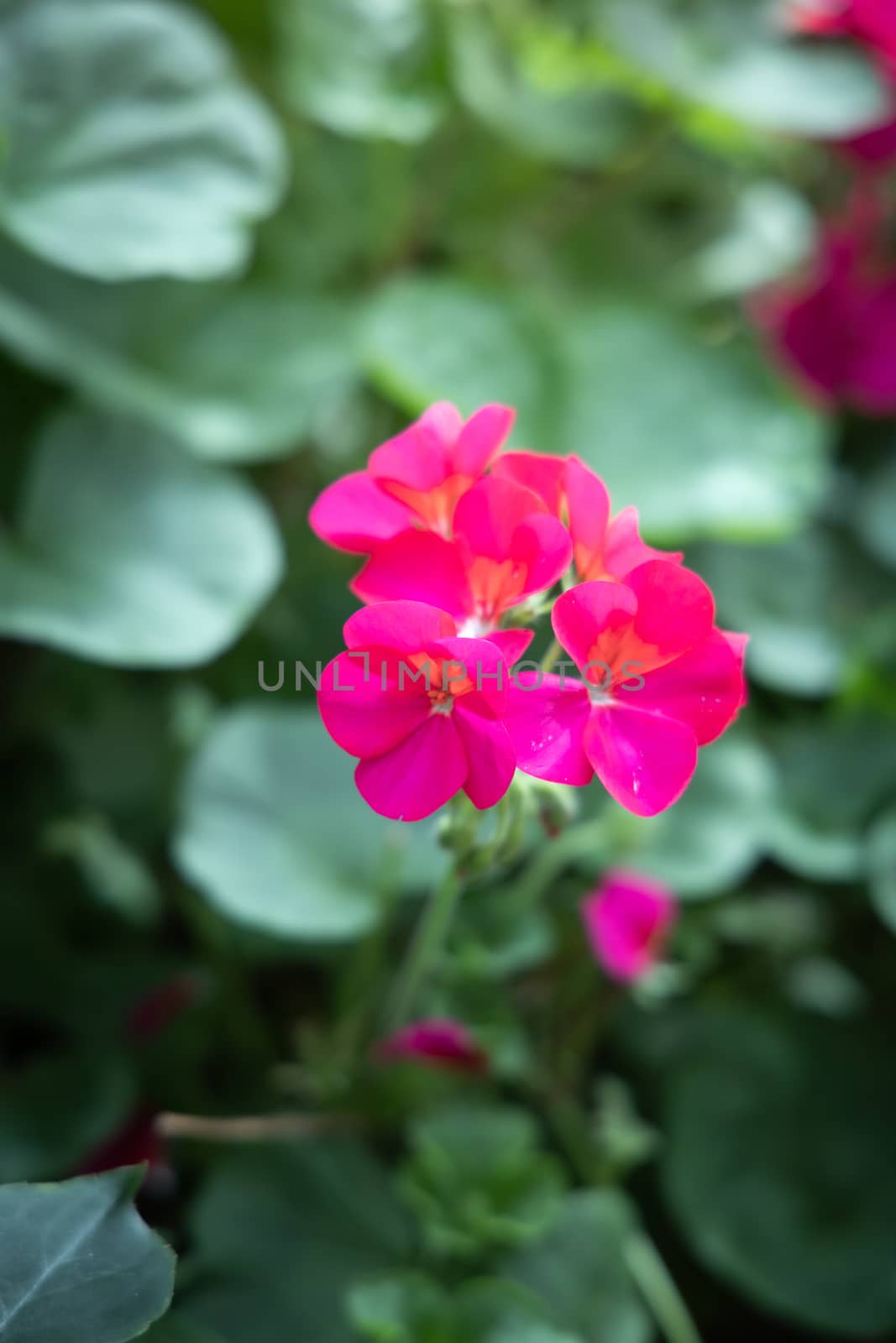 The background image of the colorful flowers by teerawit