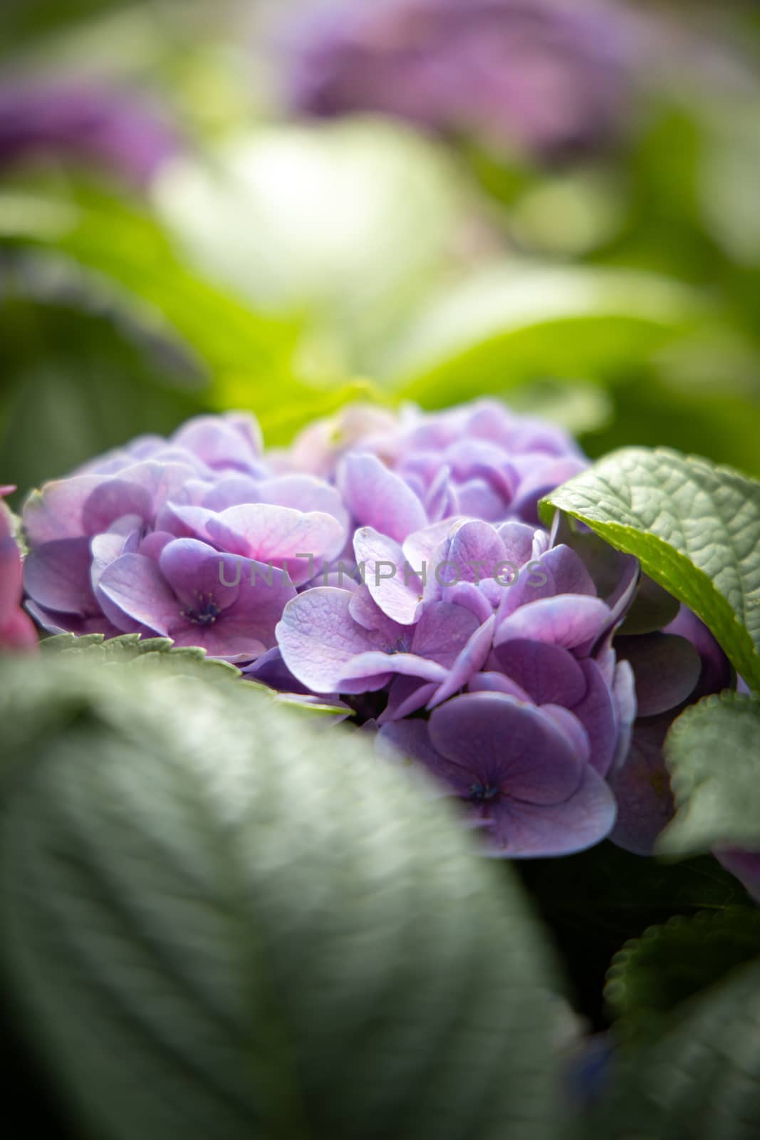 The background image of the colorful flowers by teerawit