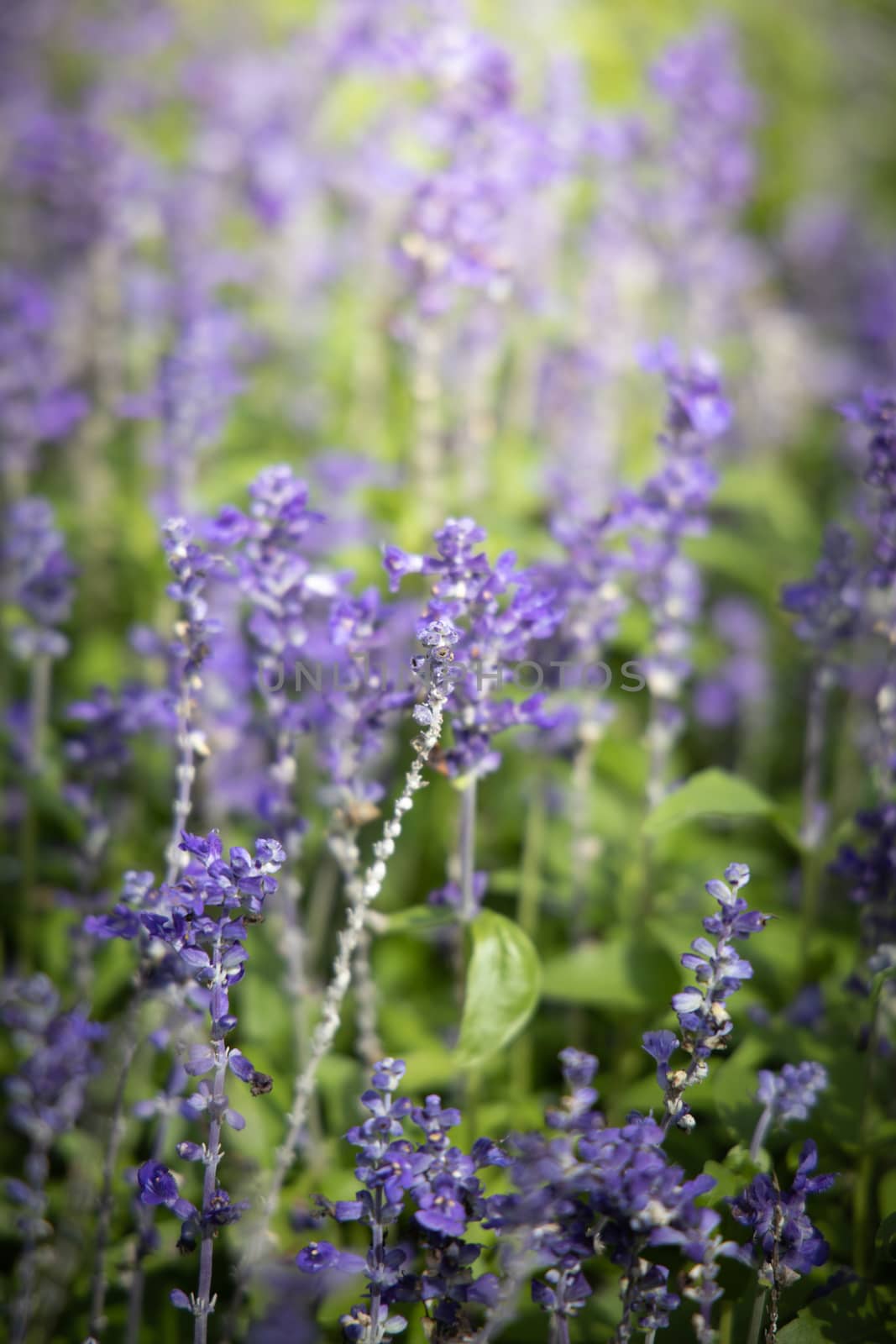 The background image of the colorful flowers by teerawit