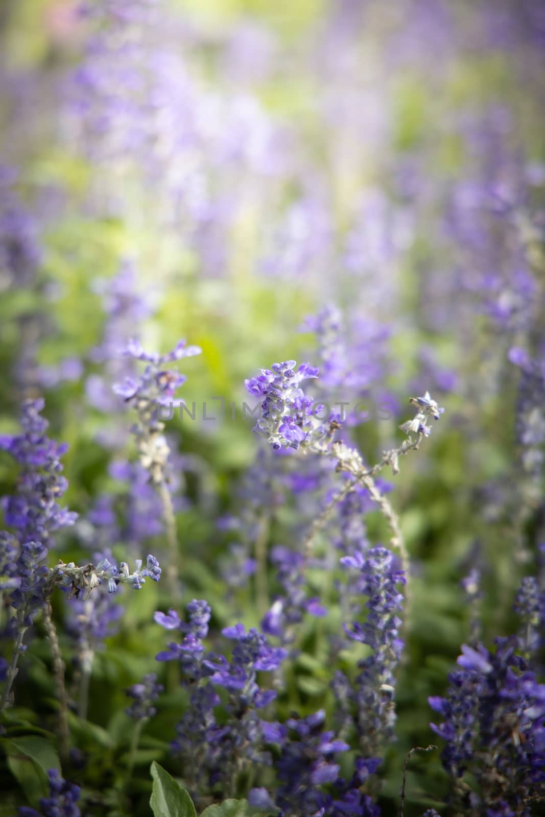 The background image of the colorful flowers by teerawit