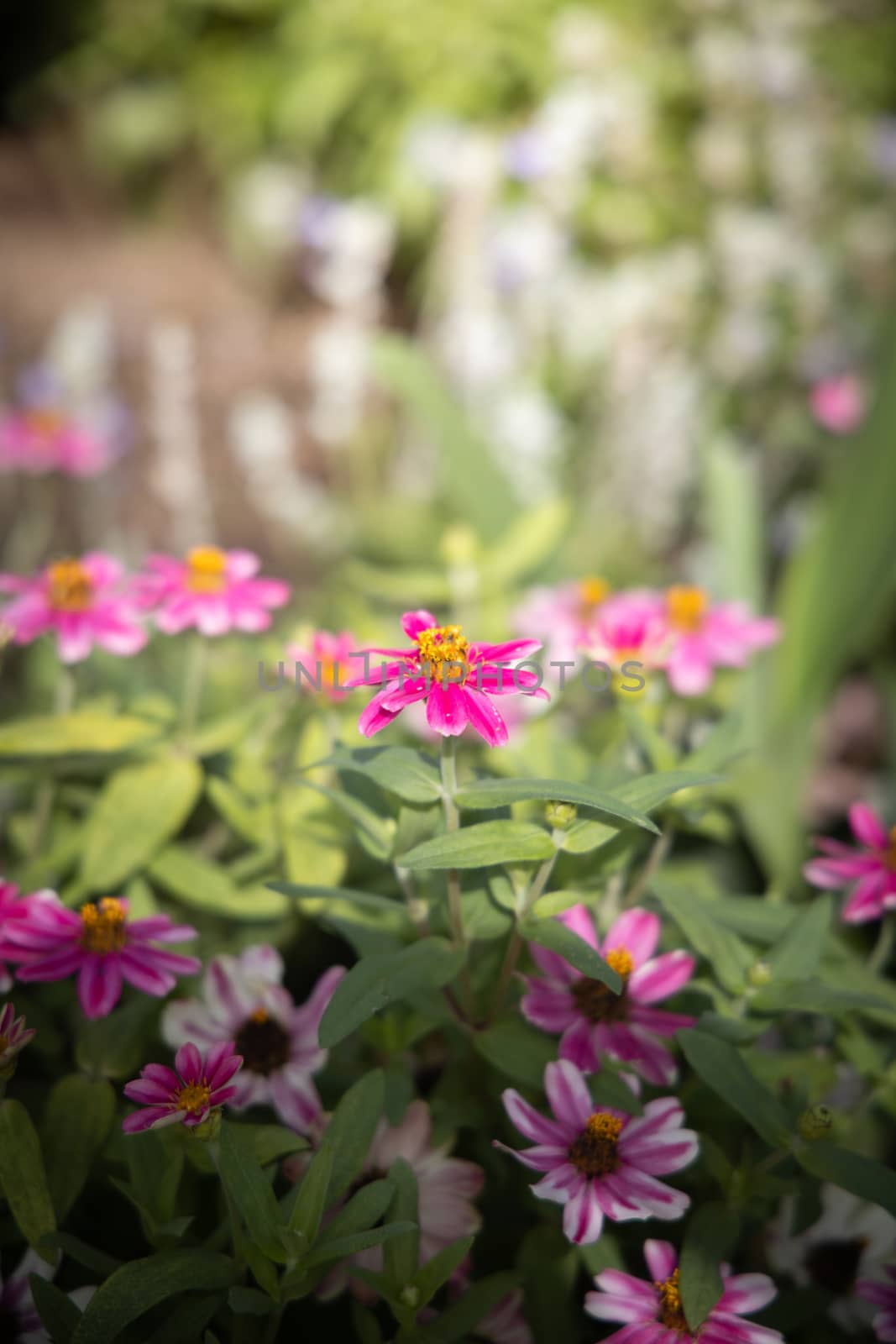 The background image of the colorful flowers by teerawit