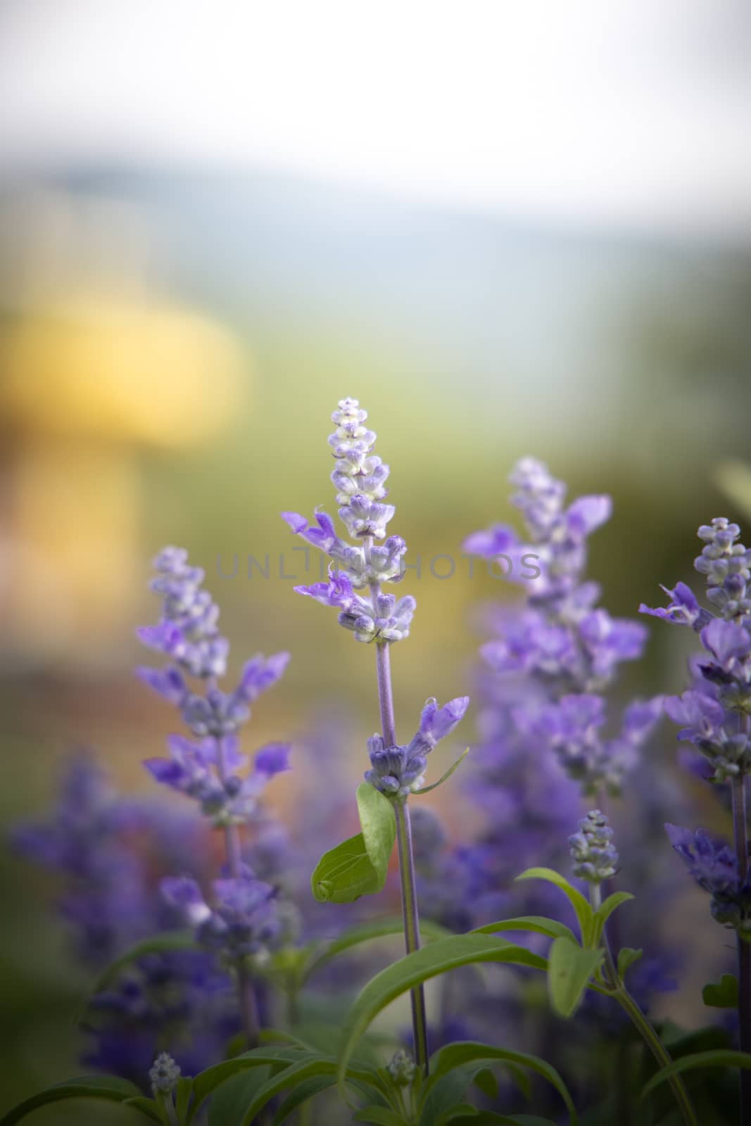 The background image of the colorful flowers by teerawit