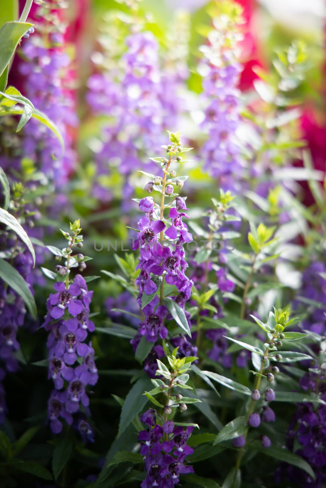 The background image of the colorful flowers, background nature