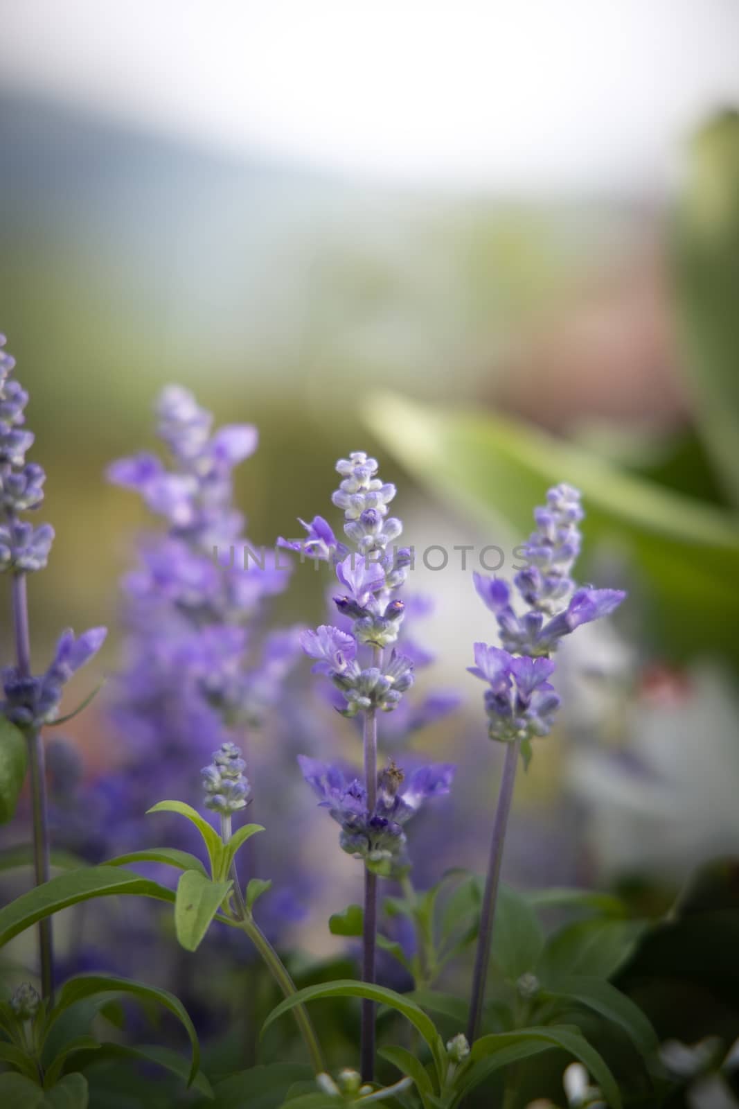 The background image of the colorful flowers by teerawit