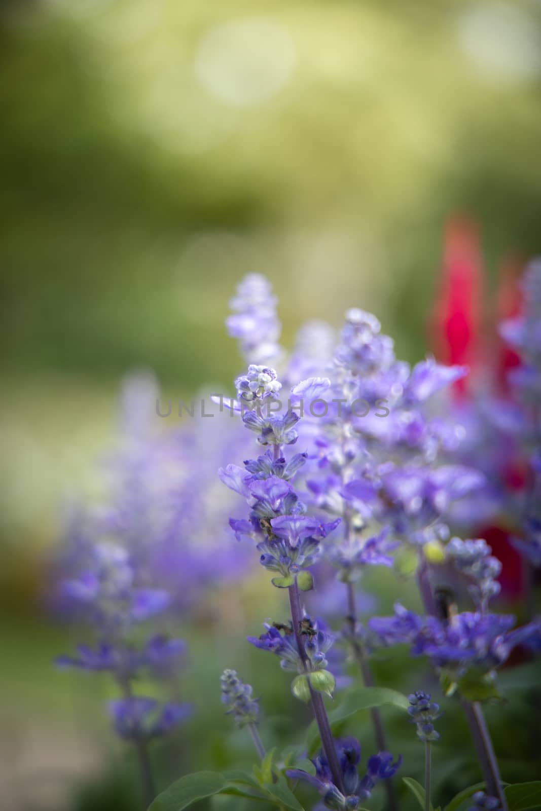 The background image of the colorful flowers by teerawit