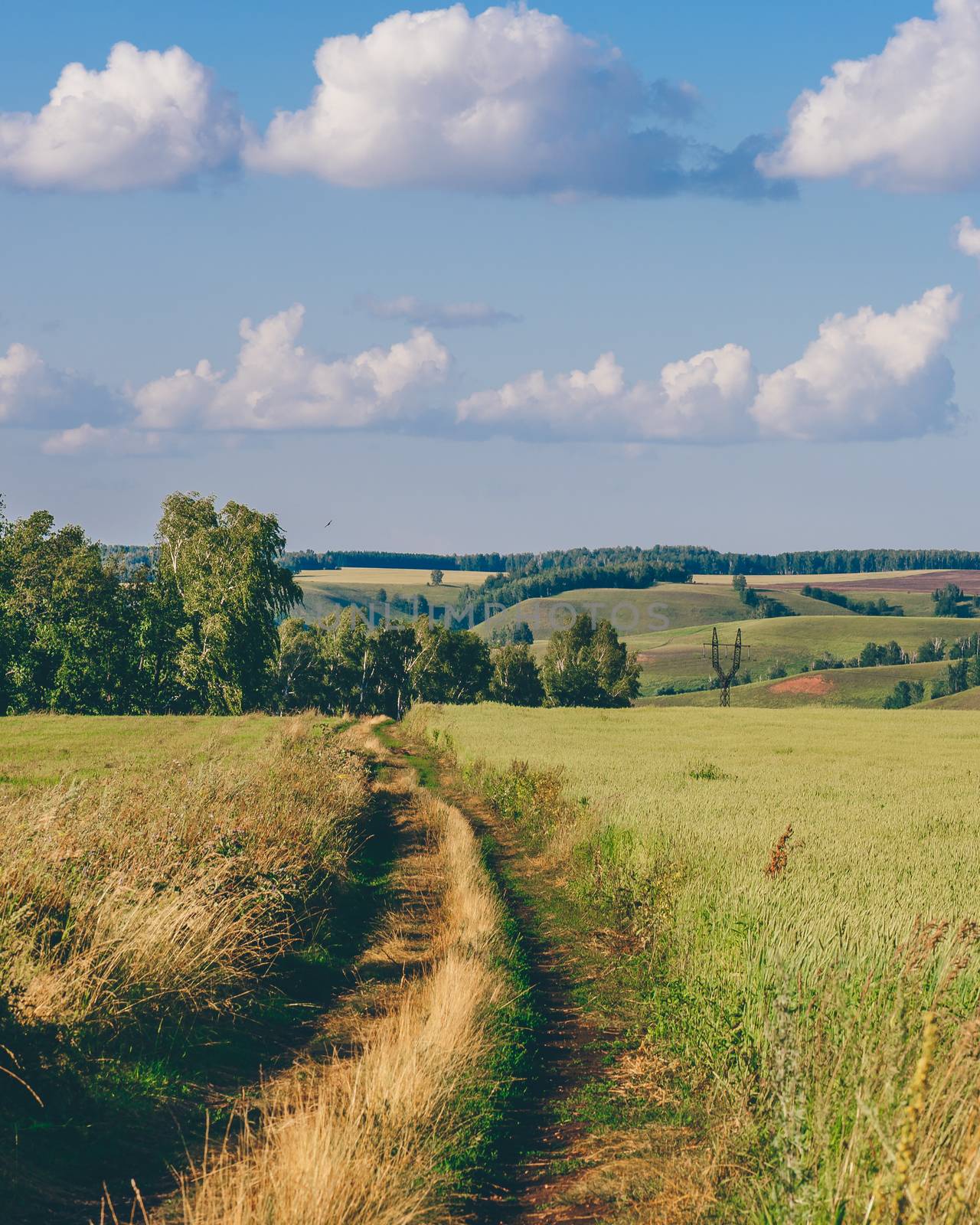 Country Road in Field. by Seva_blsv