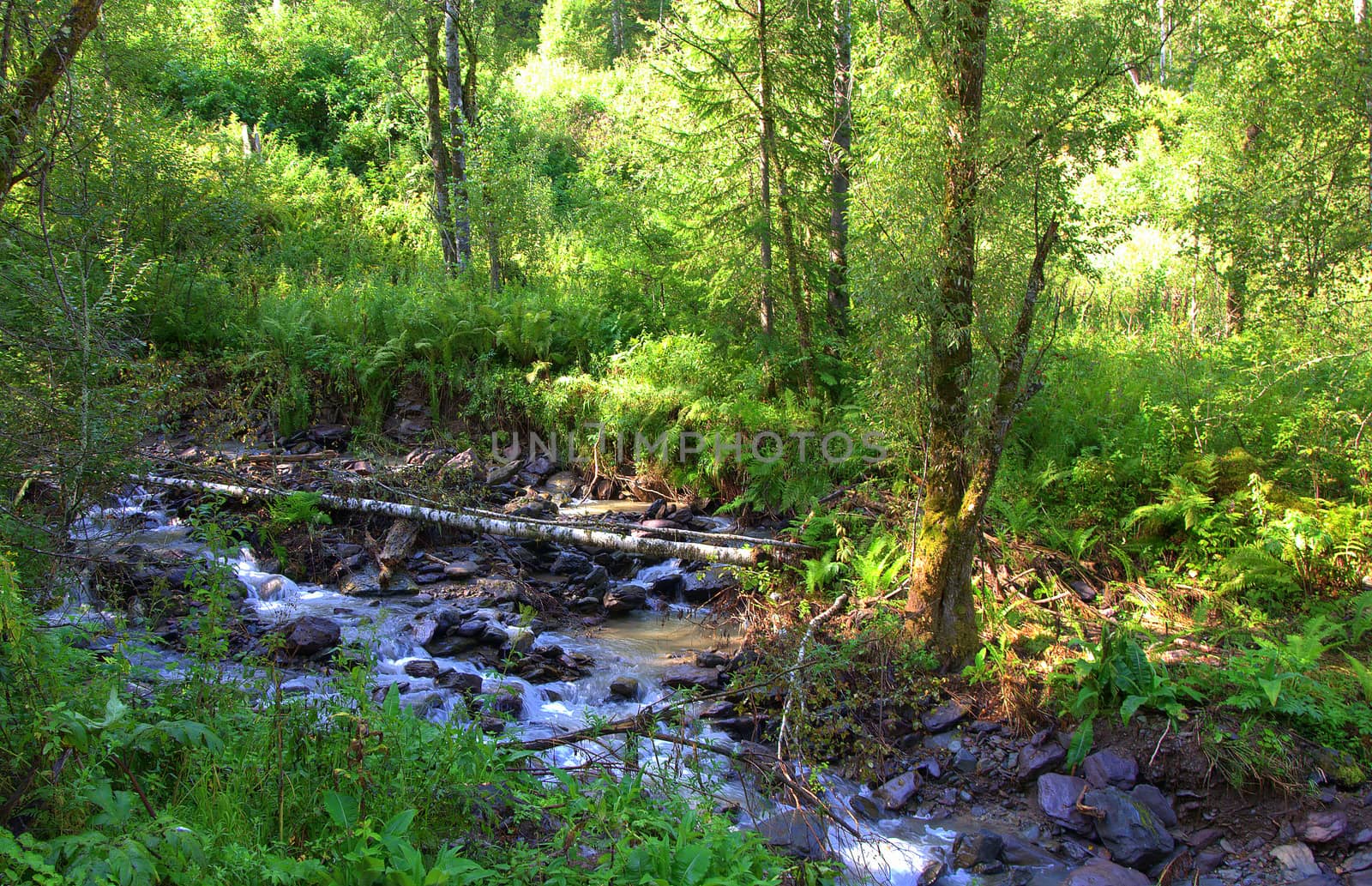 The rapid stream of the mountain river goes around the littered trees. Altai, Siberia, Russia.