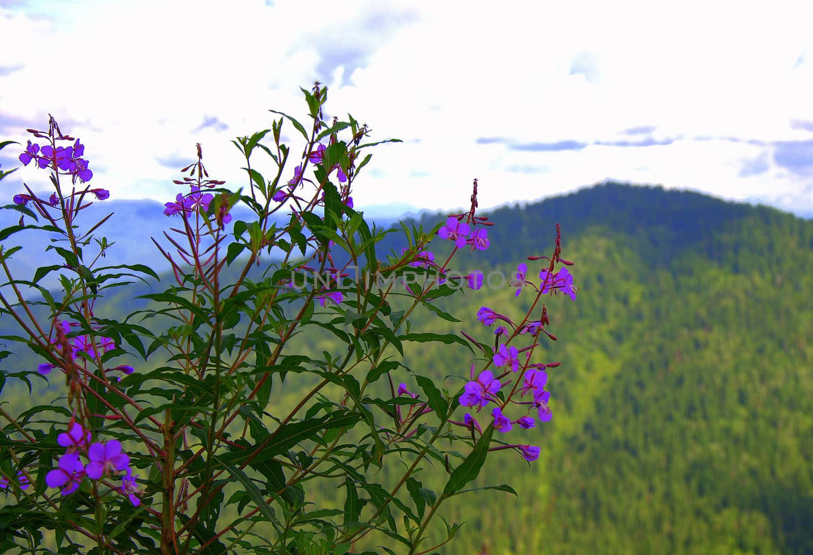 Bush with blossoming violet flowers on a blurred background of mountains.